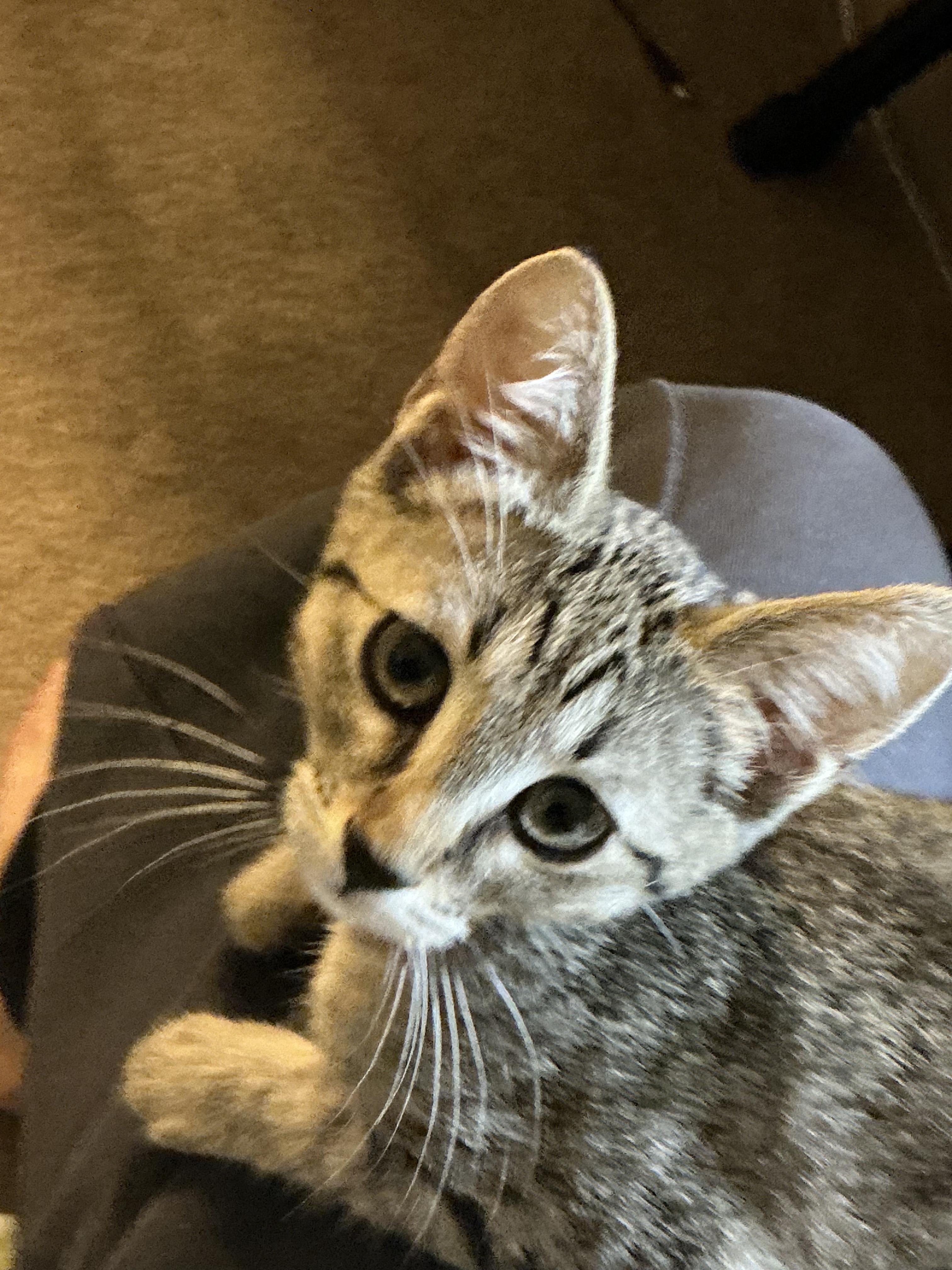 Fettuccine, an adopted Domestic Short Hair in Davis, CA image 2/5