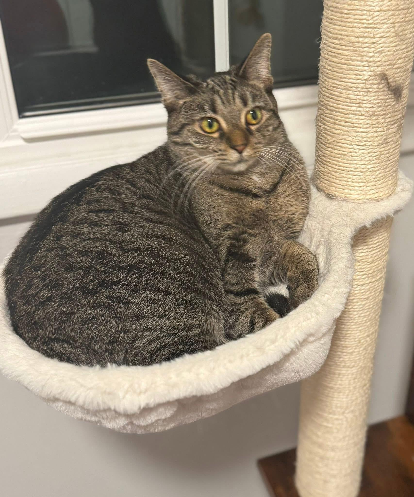 Sunny, a Adoptable Domestic Short Hair in Carnegie, PA image 2/3