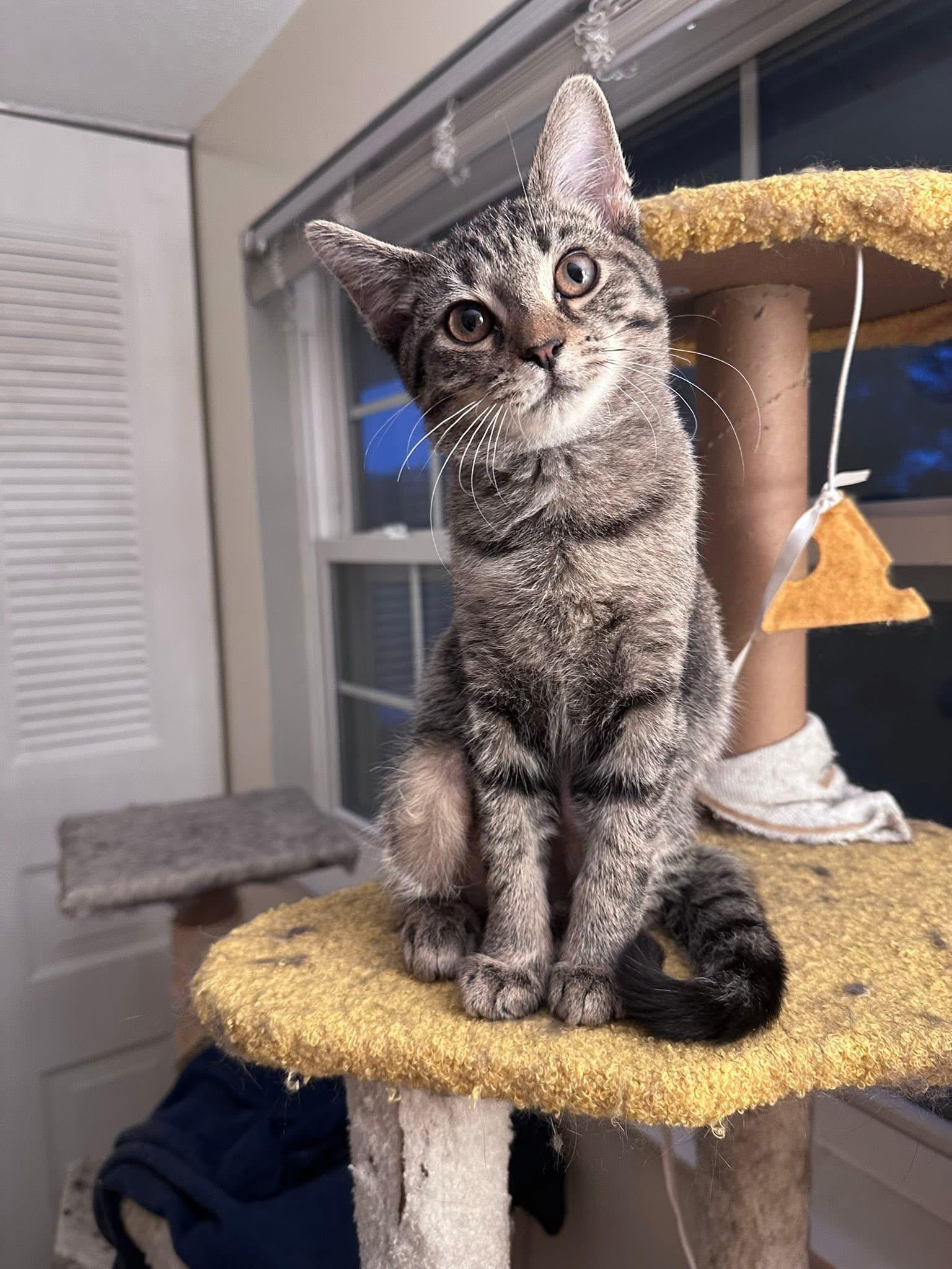 Enlarge Sunny, a Adoptable Domestic Short Hair in Carnegie, PA image 2/6