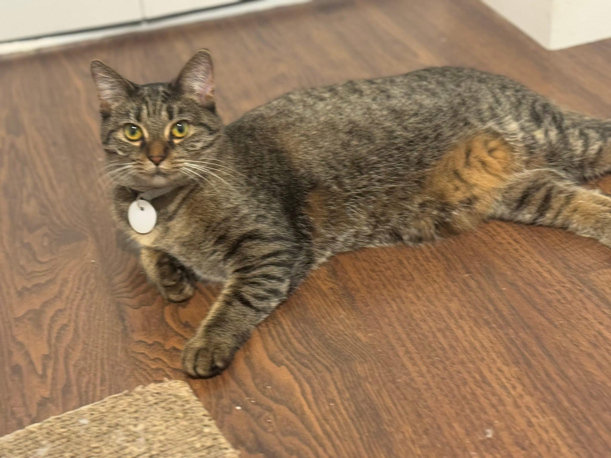 Sunny, Adoptable, Kitten Female Domestic Short Hair.