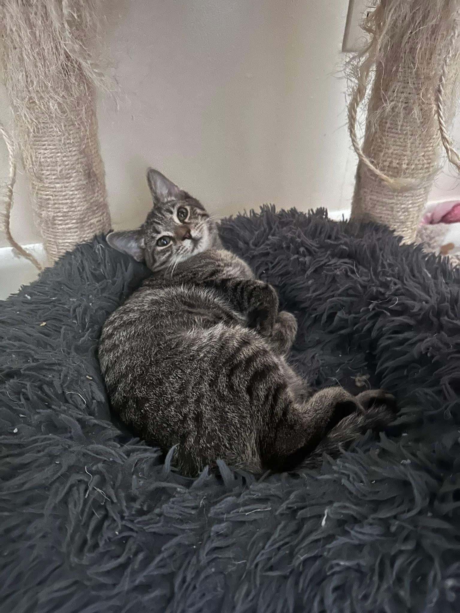 Enlarge Sunny, a Adoptable Domestic Short Hair in Carnegie, PA image 3/6