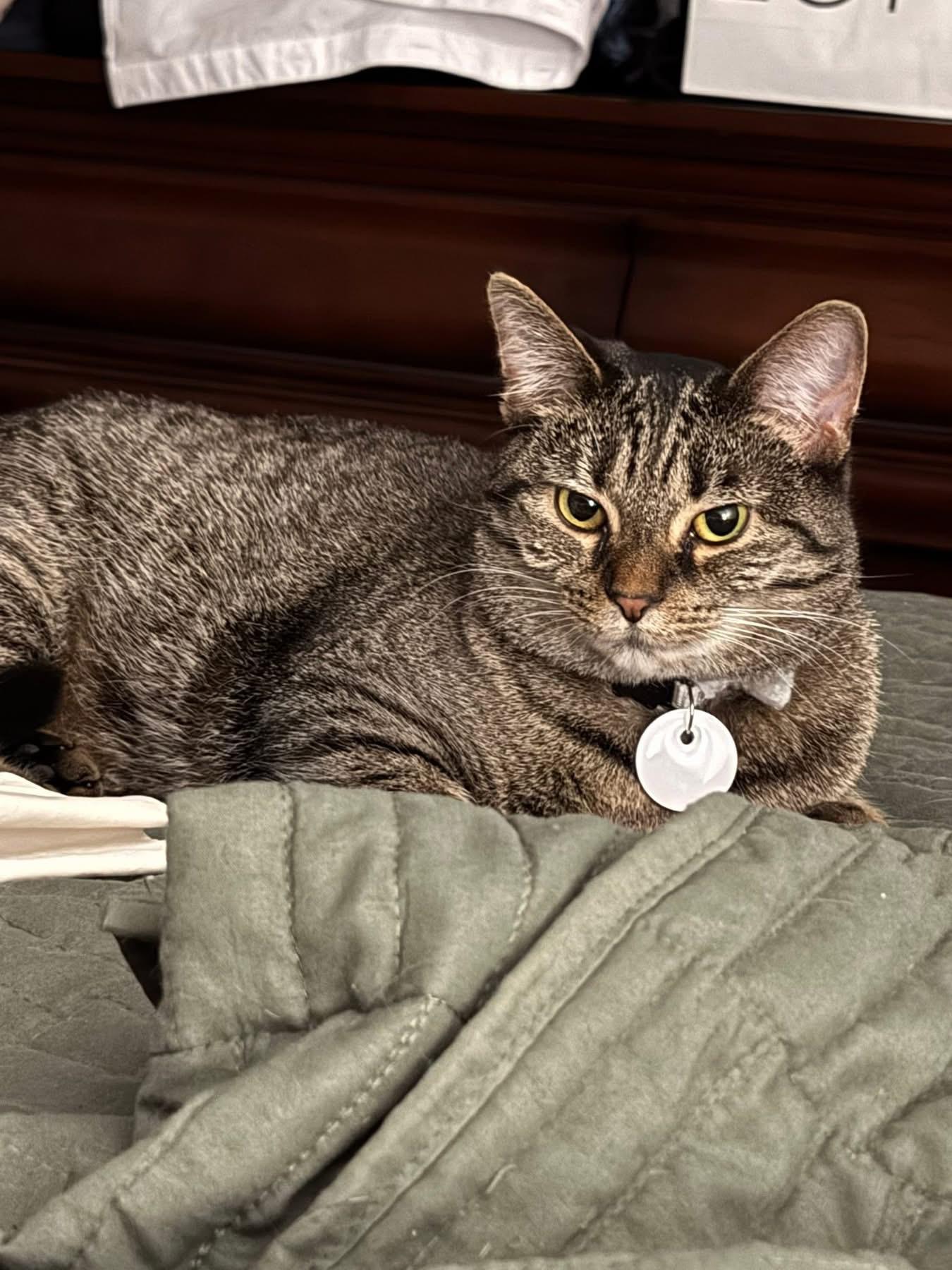 Sunny, Adoptable, Kitten Female Domestic Short Hair.