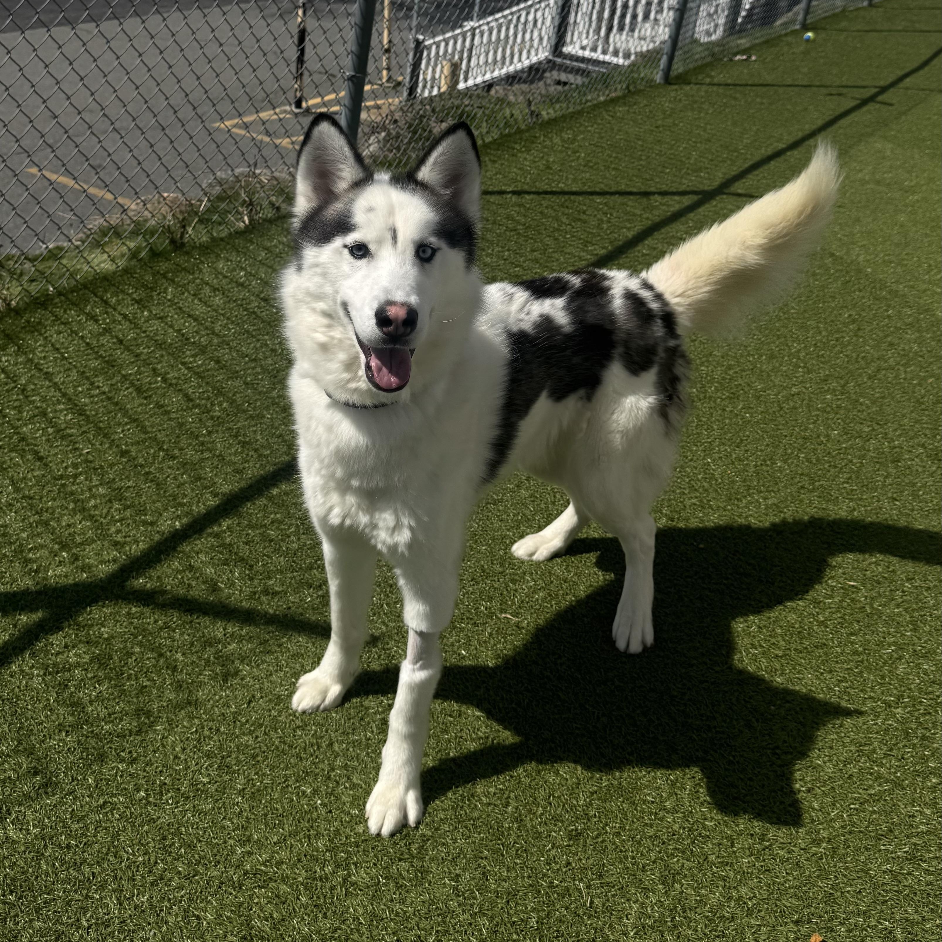 Enlarge Pepo, a ADOPTABLE Siberian Husky in Fall River, MA image 3/5