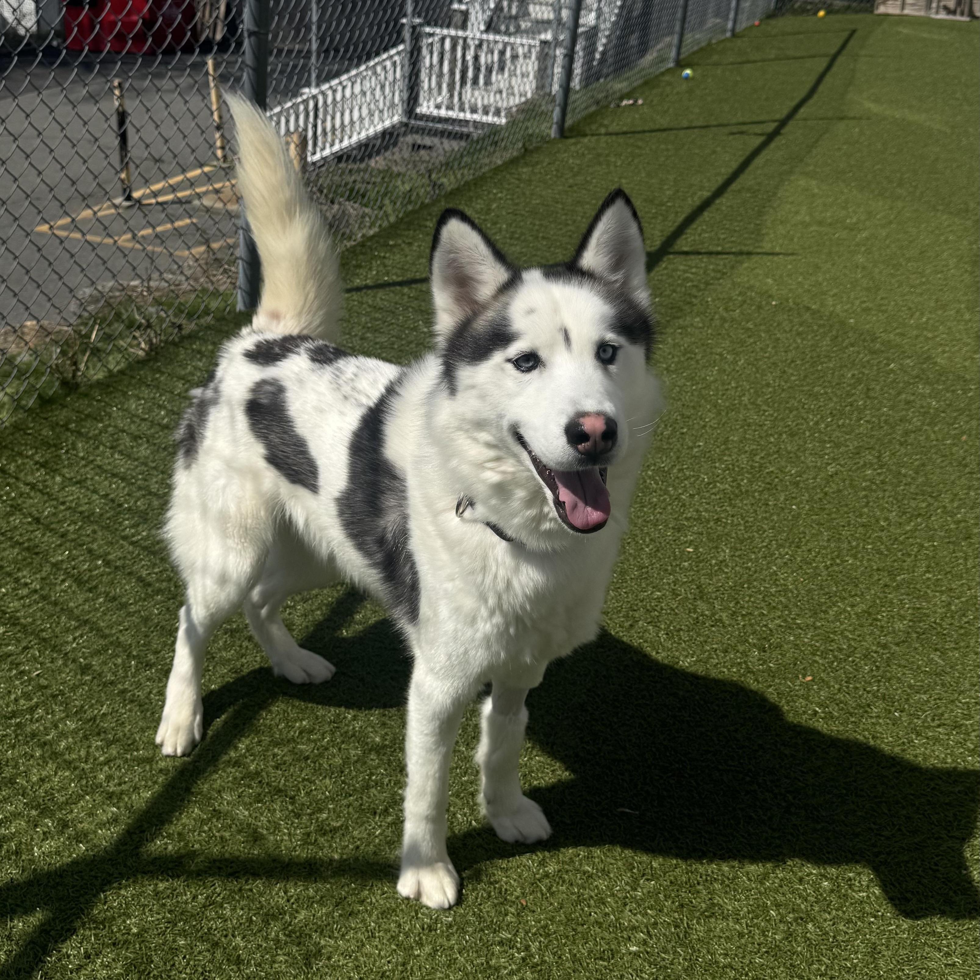 Enlarge Pepo, a ADOPTABLE Siberian Husky in Fall River, MA image 4/5