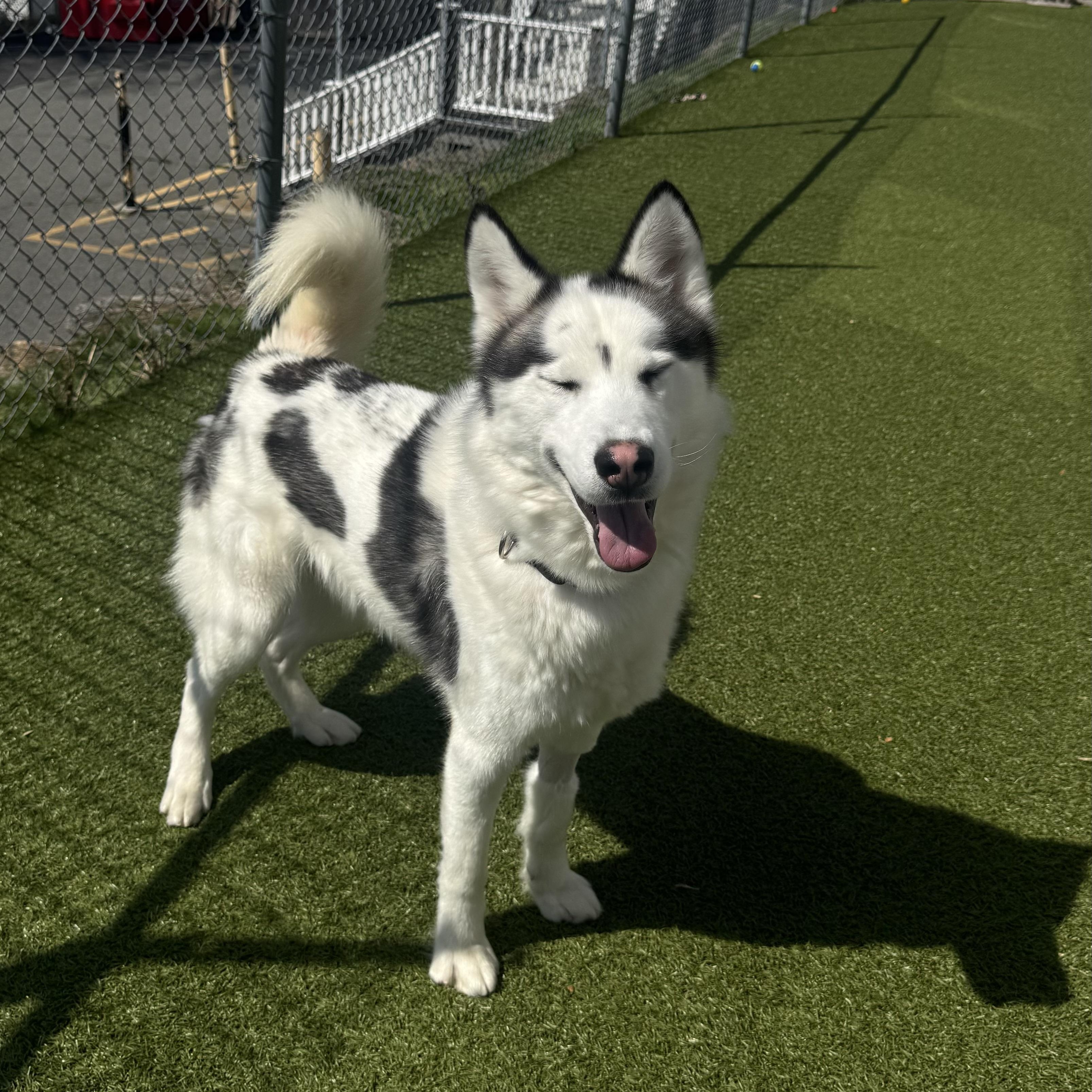 Enlarge Pepo, a ADOPTABLE Siberian Husky in Fall River, MA image 5/5