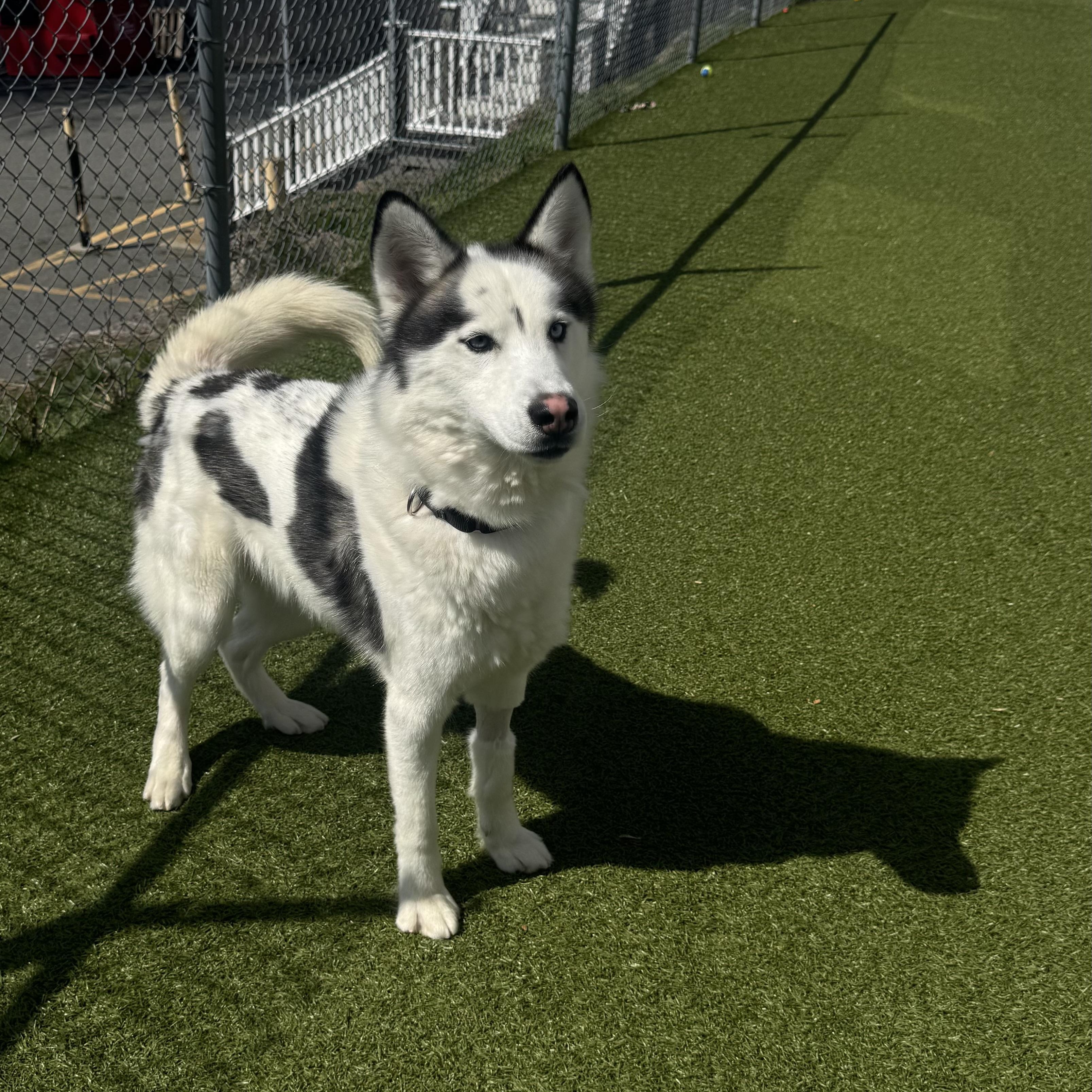 Enlarge Pepo, a ADOPTABLE Siberian Husky in Fall River, MA image 2/5