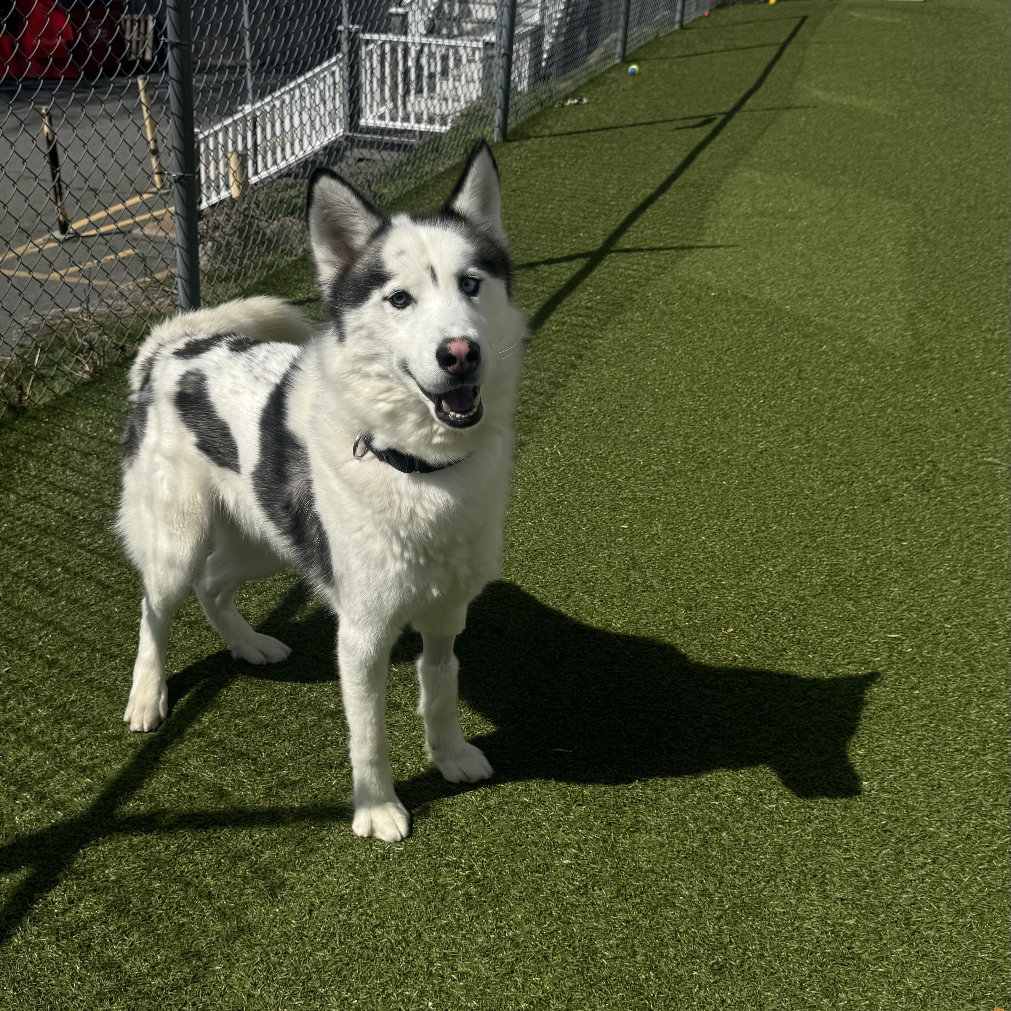 Pepo, ADOPTABLE, Adult Male Siberian Husky.