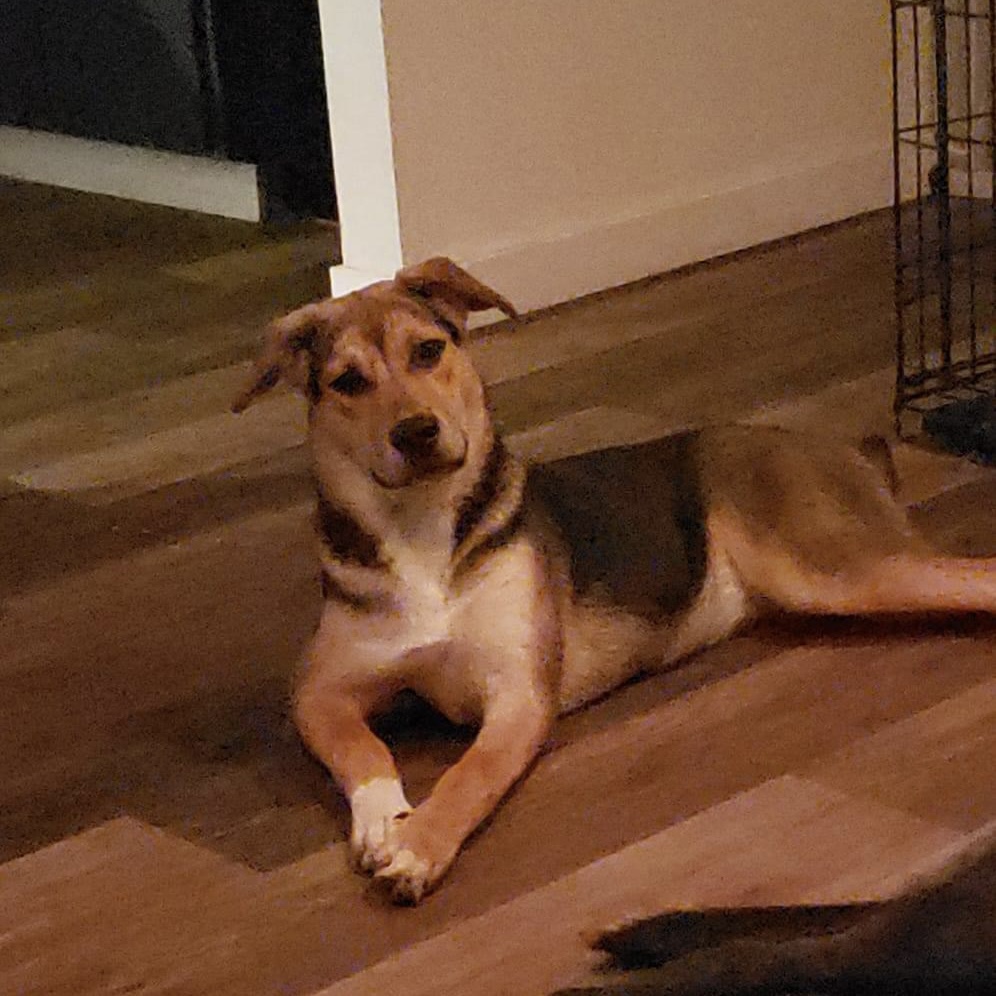 Enlarge Mara, an adoptable Mixed Breed in Olympia, WA image 1/1