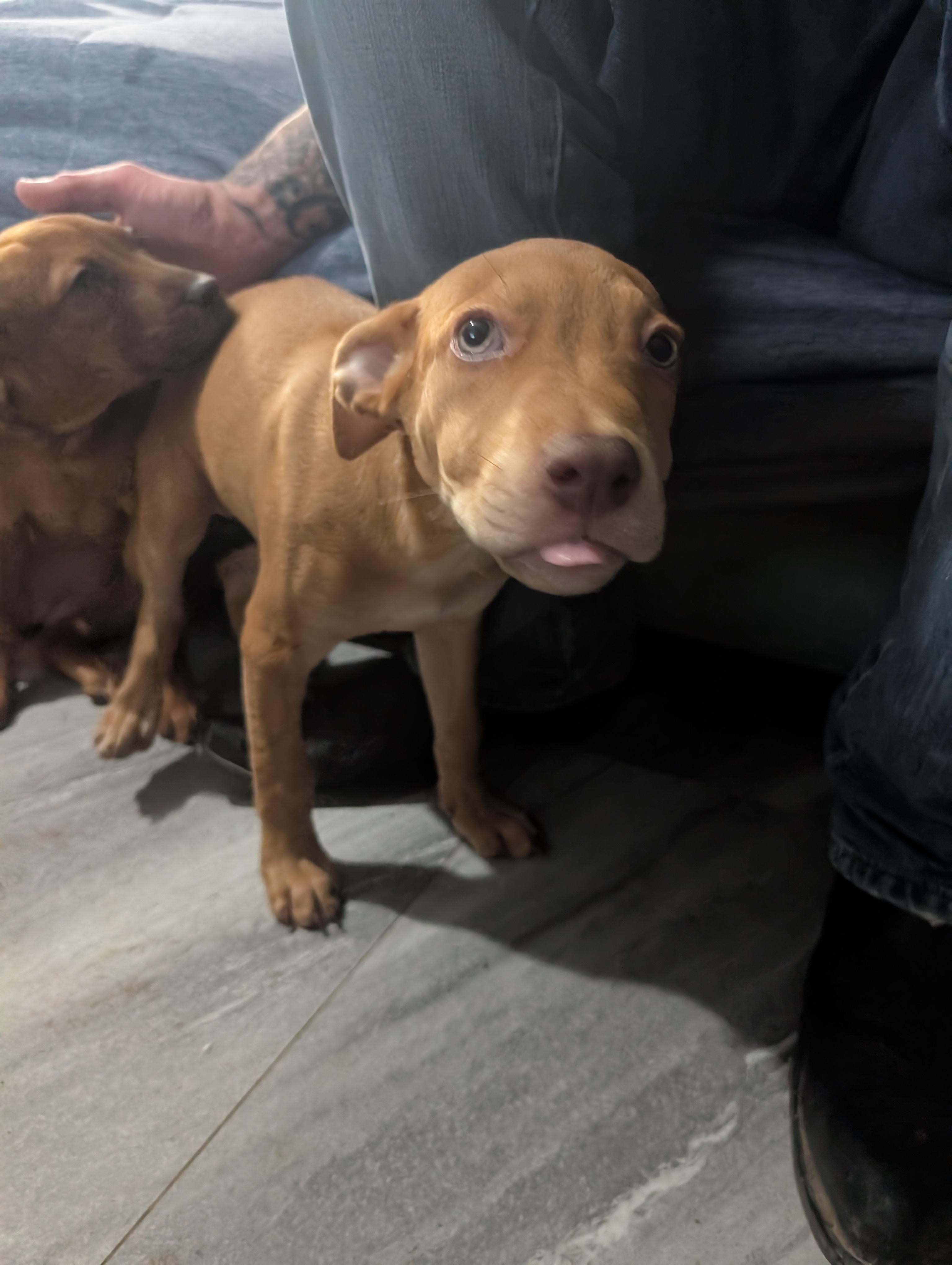 Jack, an adoptable Pit Bull Terrier, Rottweiler in Saint David, AZ, 85630 | Photo Image 2