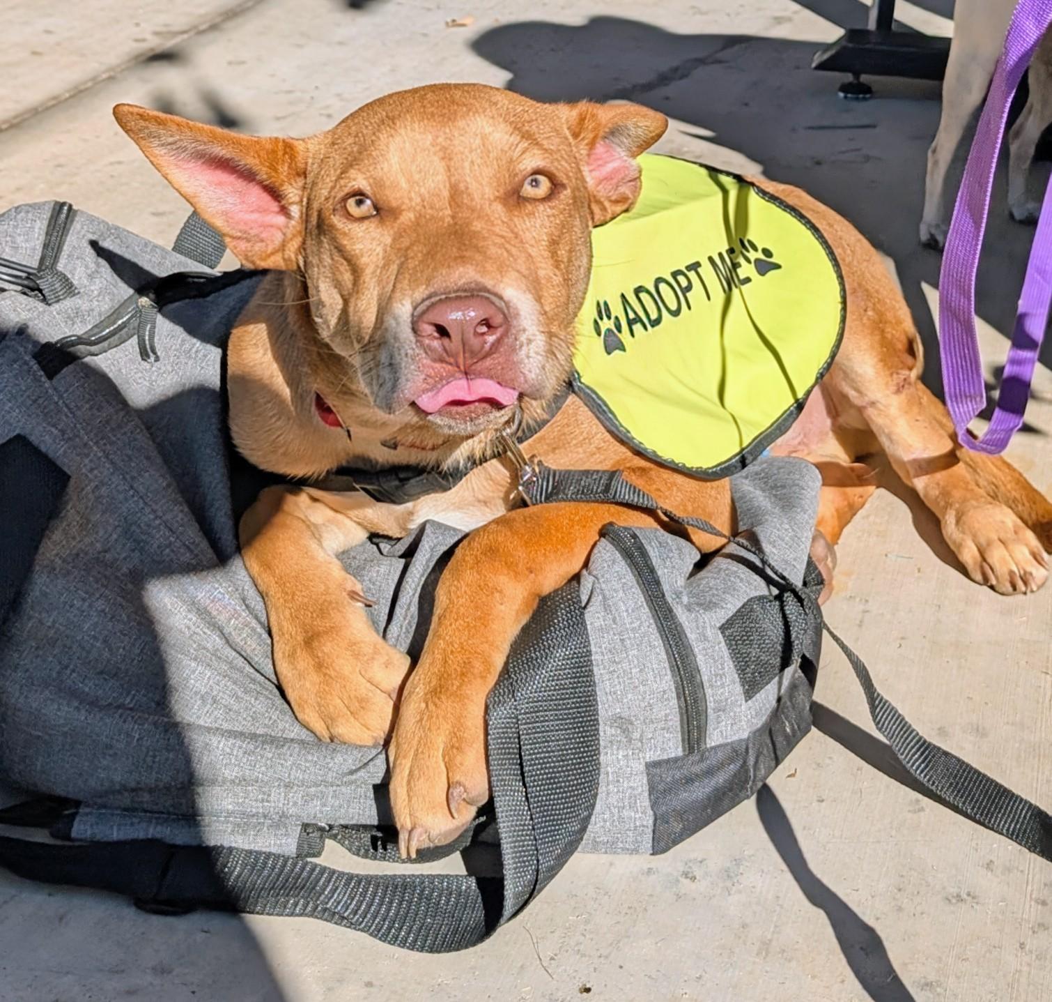 Enlarge Jack, a Adoptable mixed breed in Saint David, AZ image 1/6