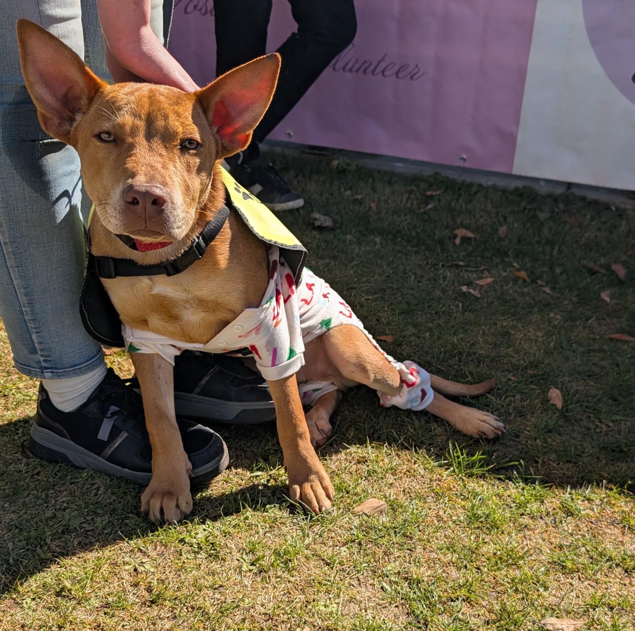 Jack, Adoptable, Young Male Pit Bull Terrier & Rottweiler.
