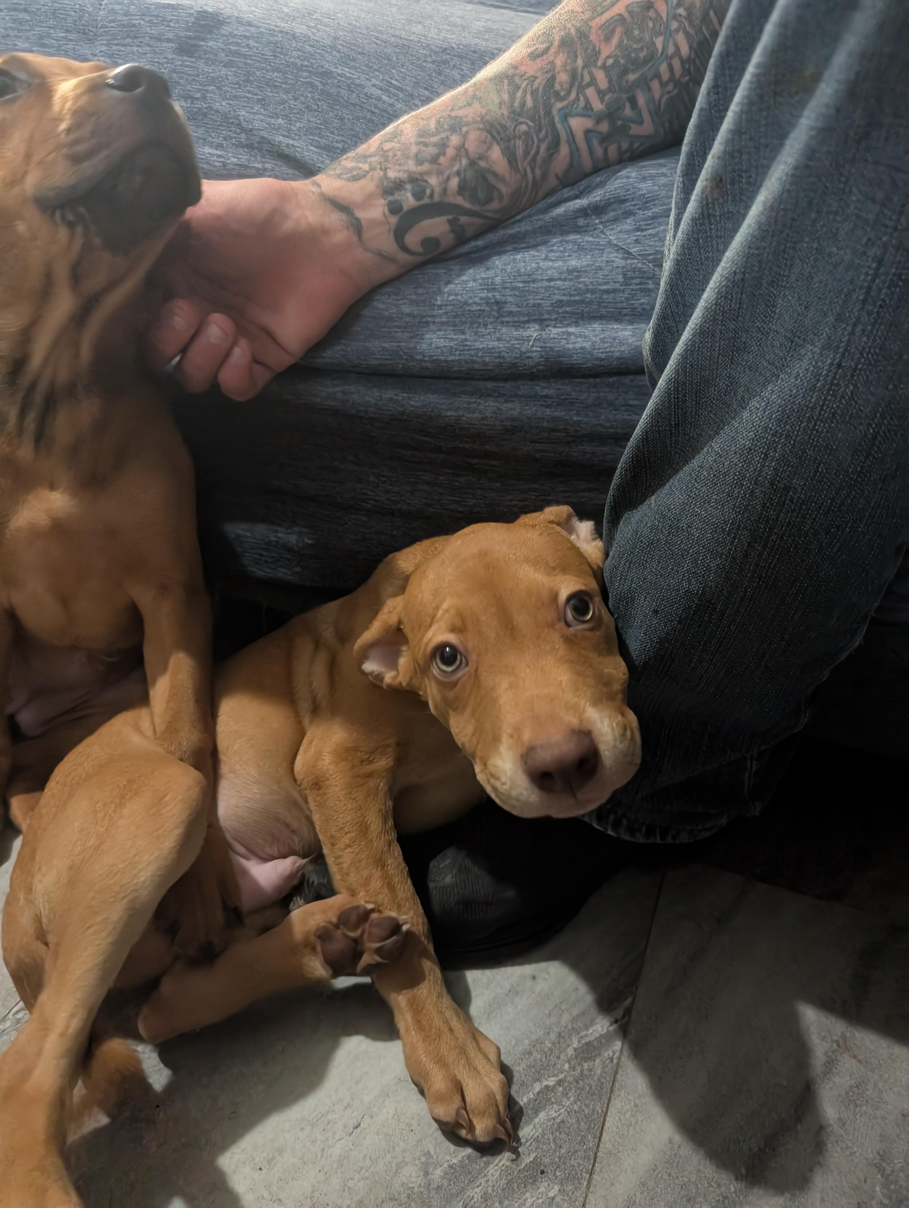 Jack, an adoptable Pit Bull Terrier, Rottweiler in Saint David, AZ, 85630 | Photo Image 3