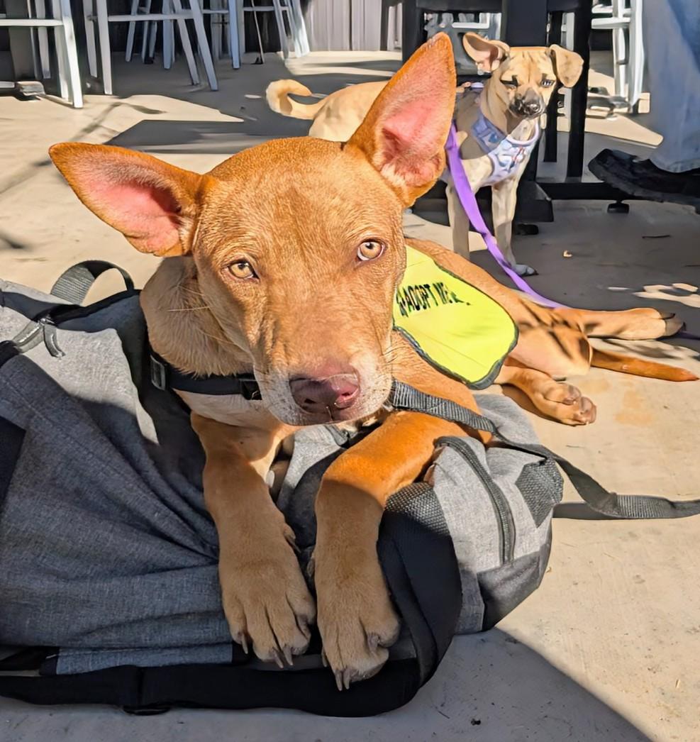 Enlarge Jack, a Adoptable mixed breed in Saint David, AZ image 3/6