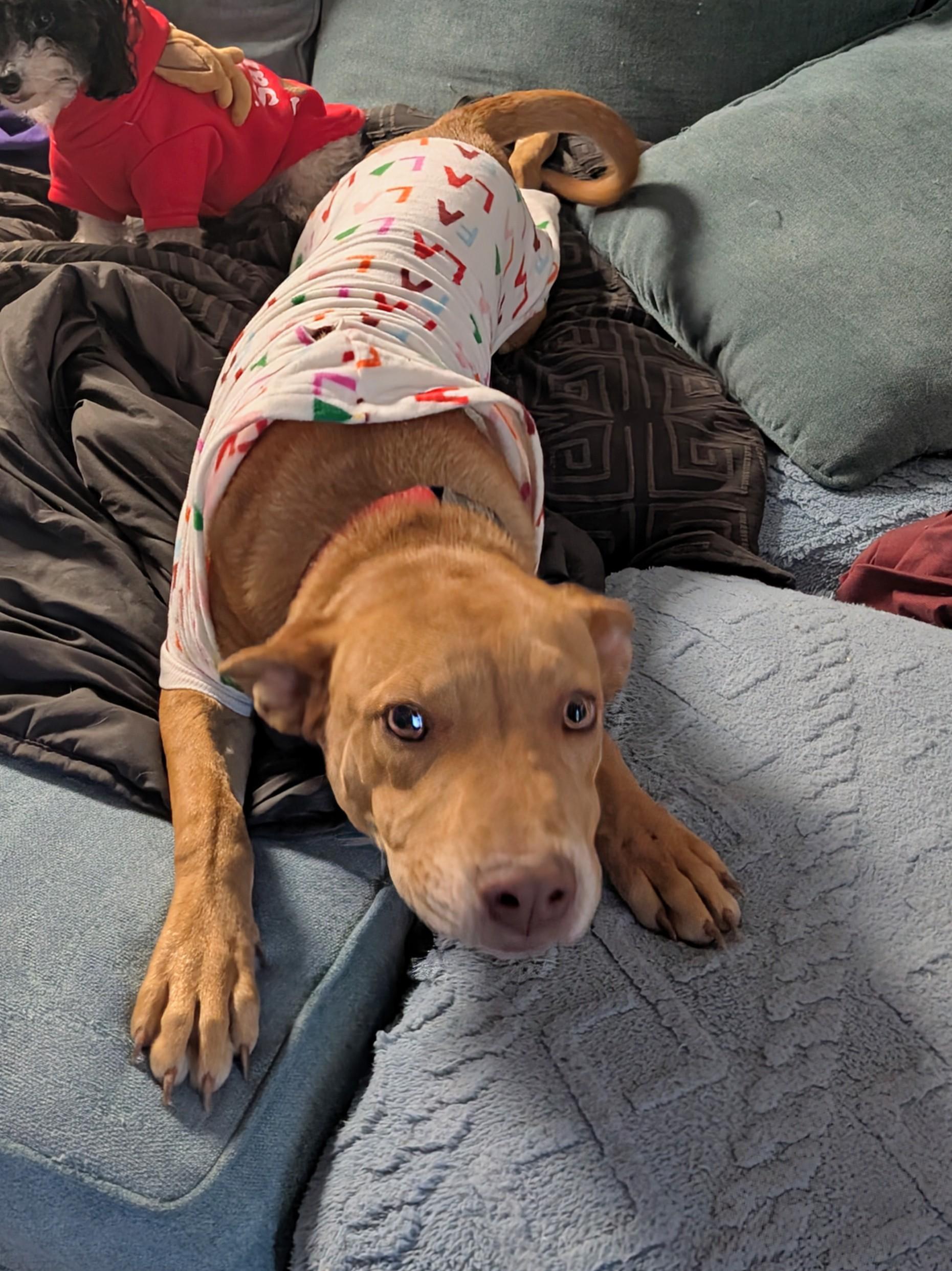 Enlarge Jack, a Adoptable mixed breed in Saint David, AZ image 4/6