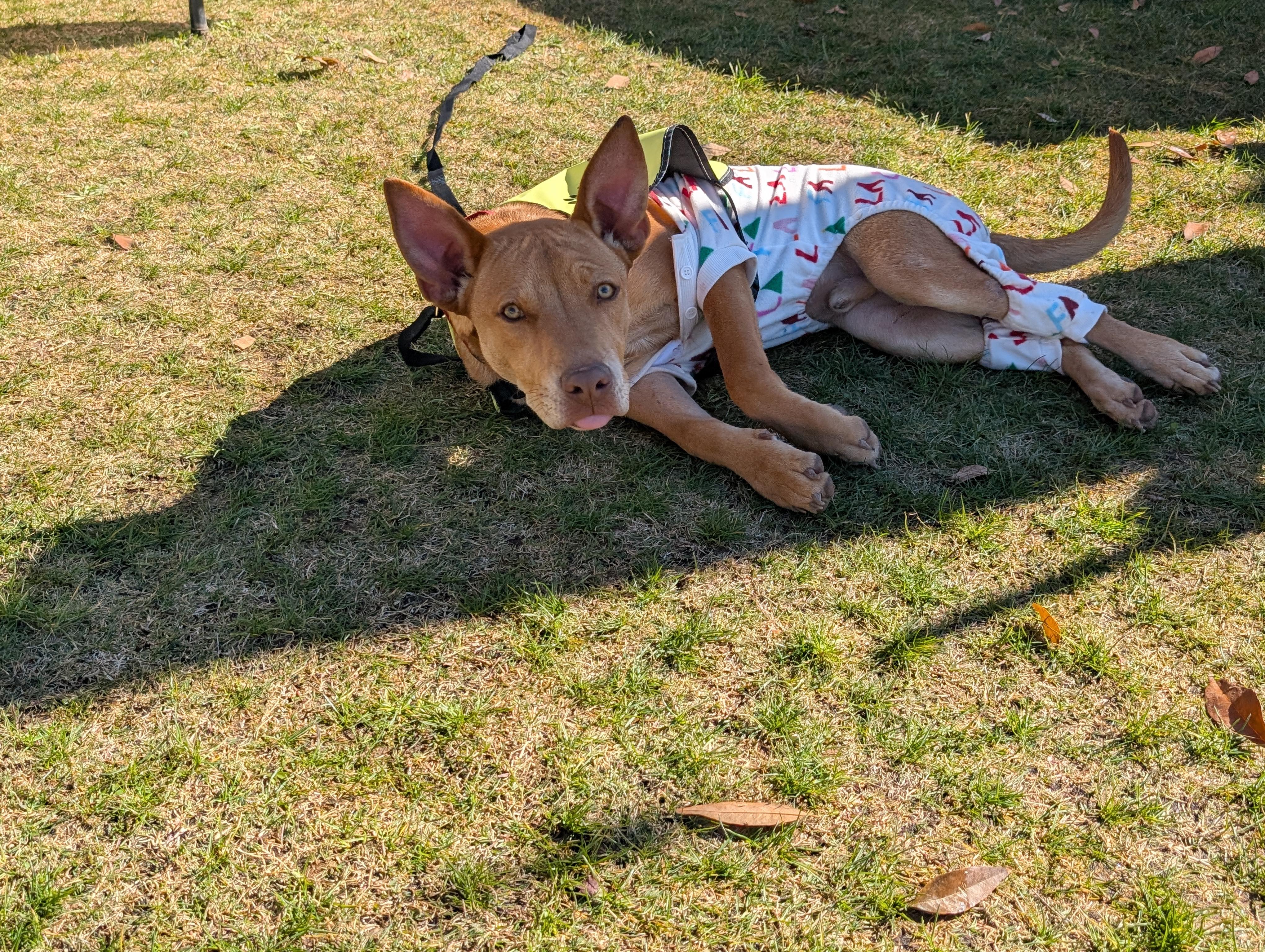 Enlarge Jack, a Adoptable mixed breed in Saint David, AZ image 5/6
