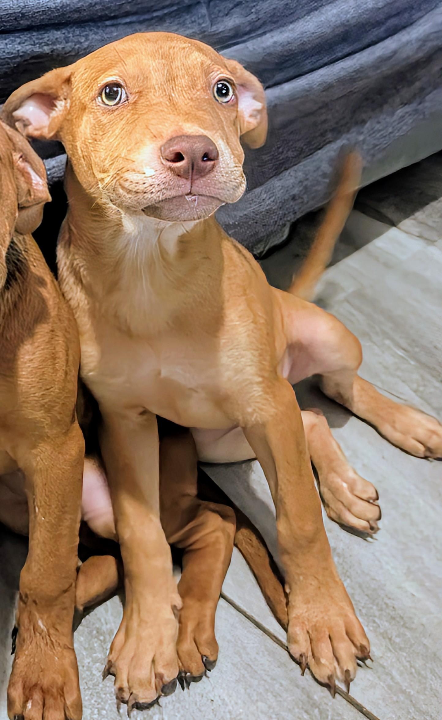 Jack, an adoptable Pit Bull Terrier, Rottweiler in Saint David, AZ, 85630 | Photo Image 1