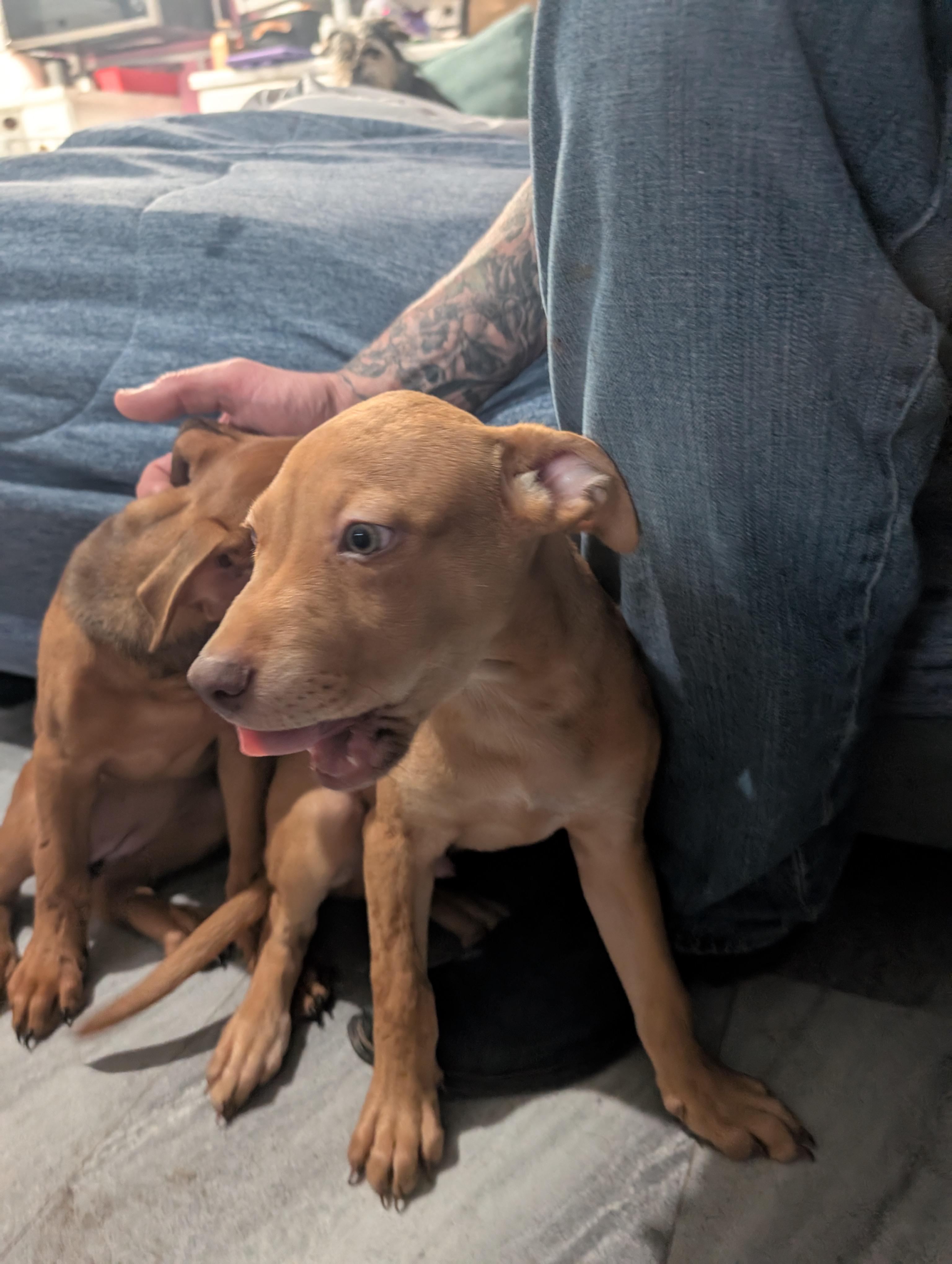 Jack, an adoptable Pit Bull Terrier, Rottweiler in Saint David, AZ, 85630 | Photo Image 4