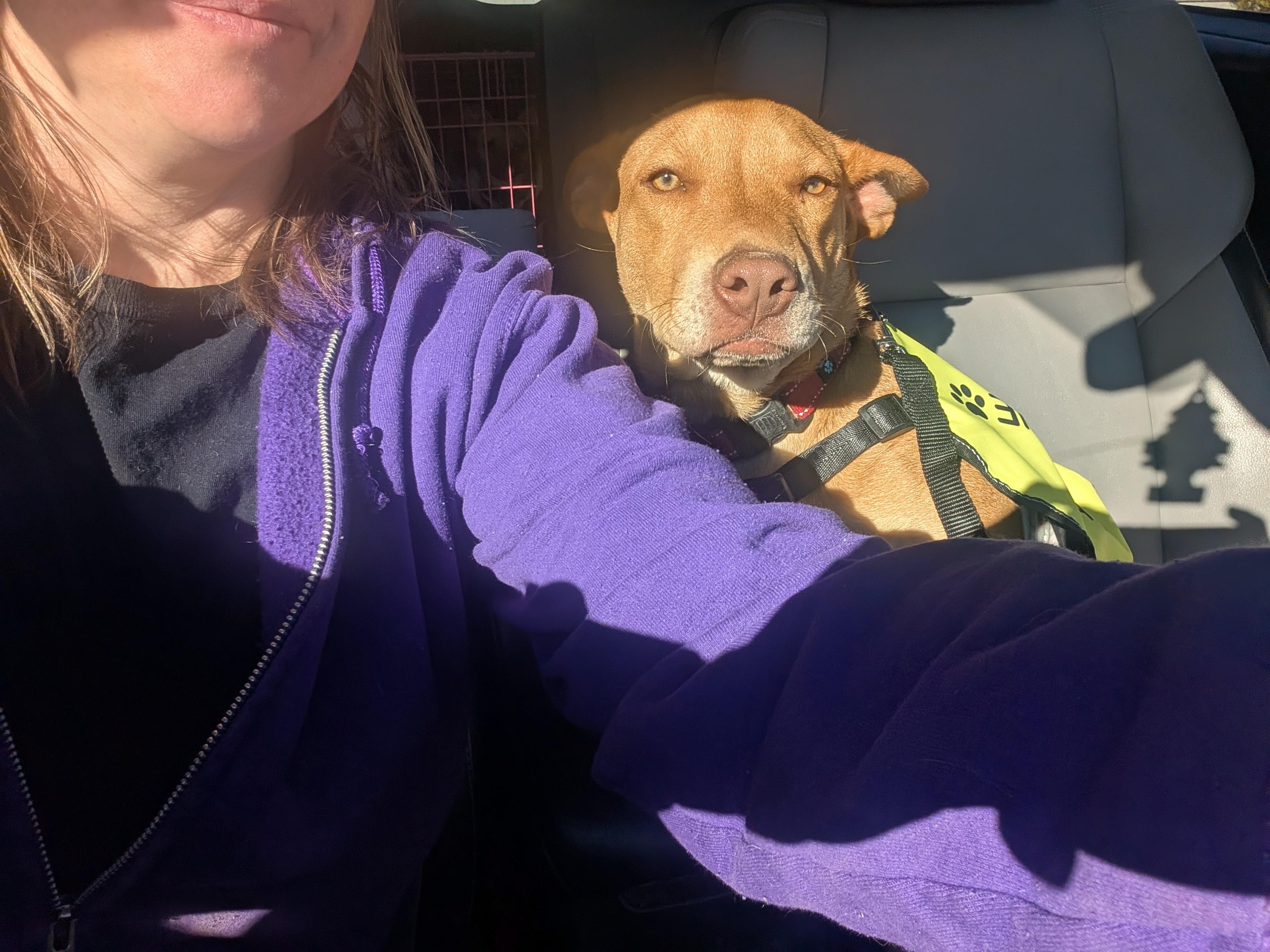 Enlarge Jack, a Adoptable mixed breed in Saint David, AZ image 6/6