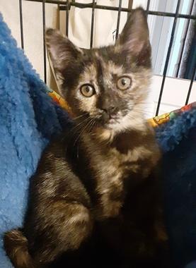 Hilti, ADOPTABLE, Kitten Female Domestic Short Hair.