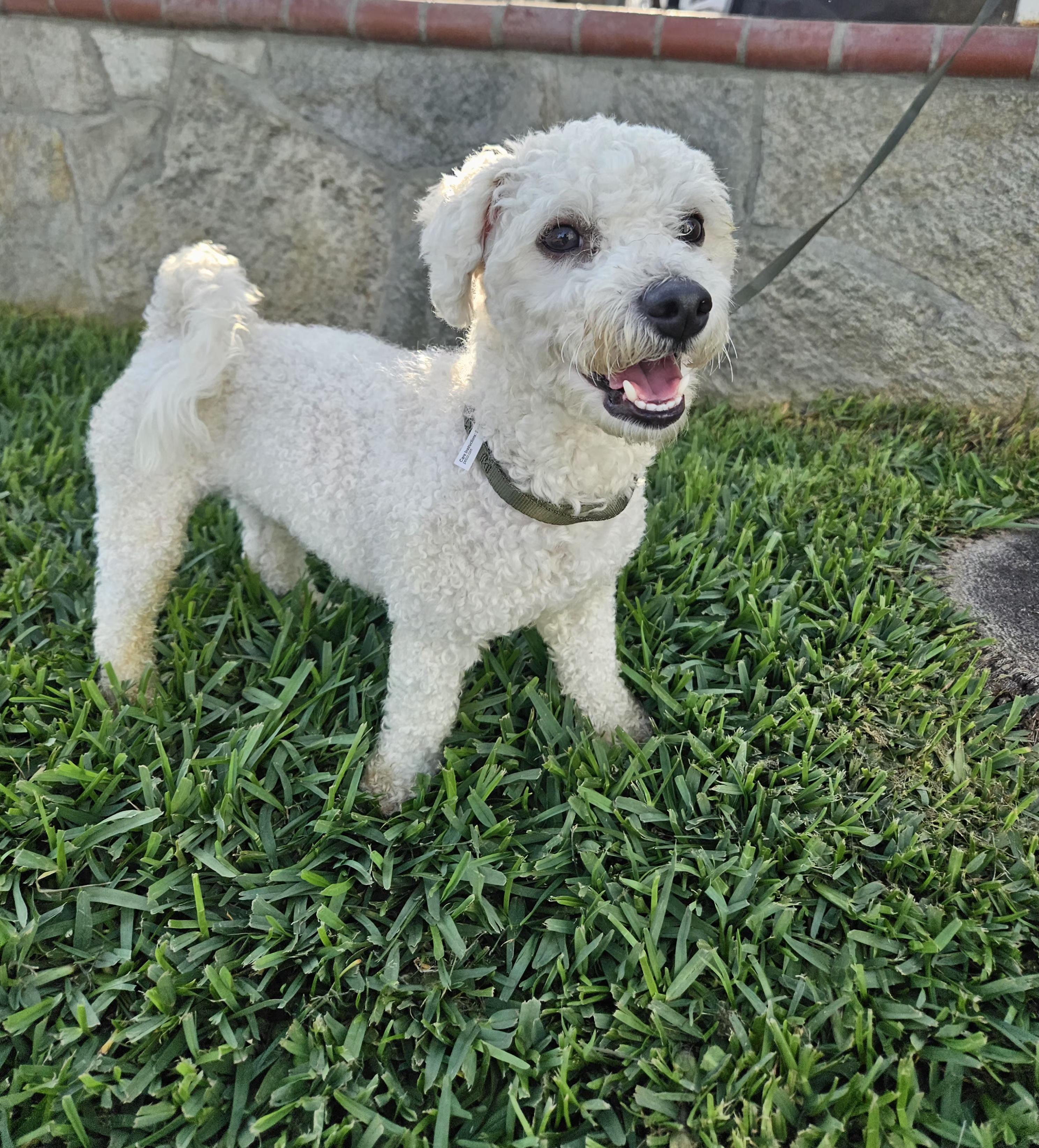 Enlarge Gus, an adopted mixed breed in Los Angeles, CA image 6/6