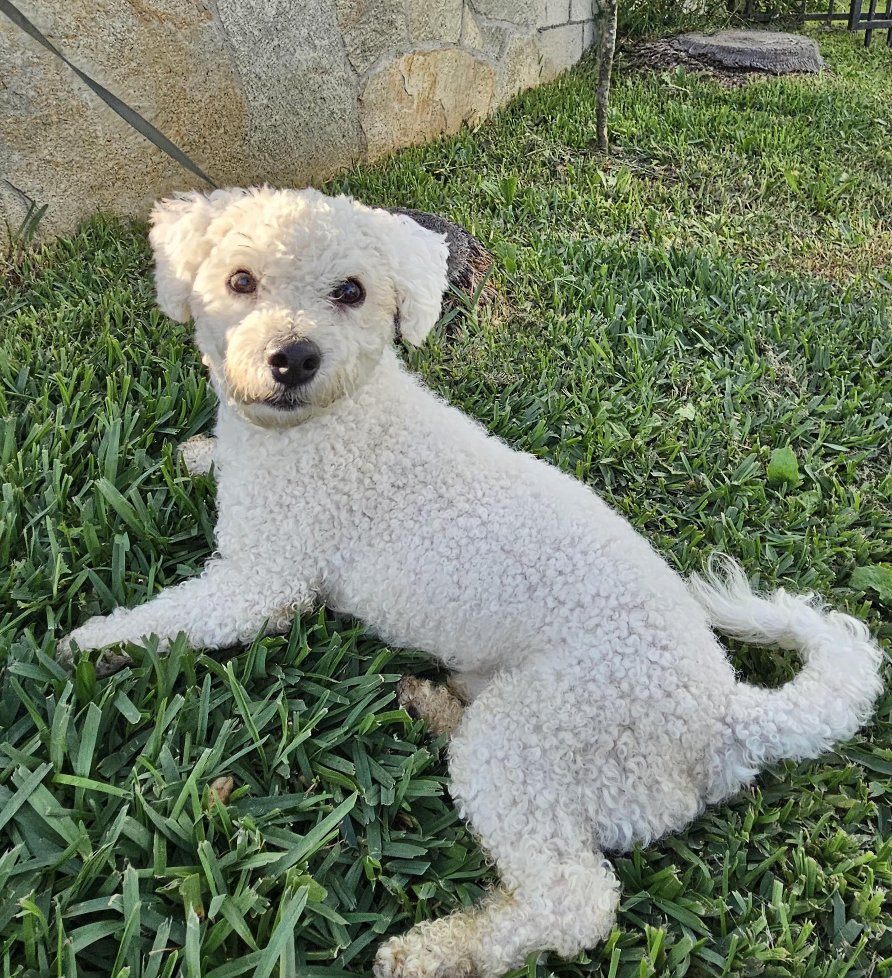 Gus, adopted, Young Male Poodle.