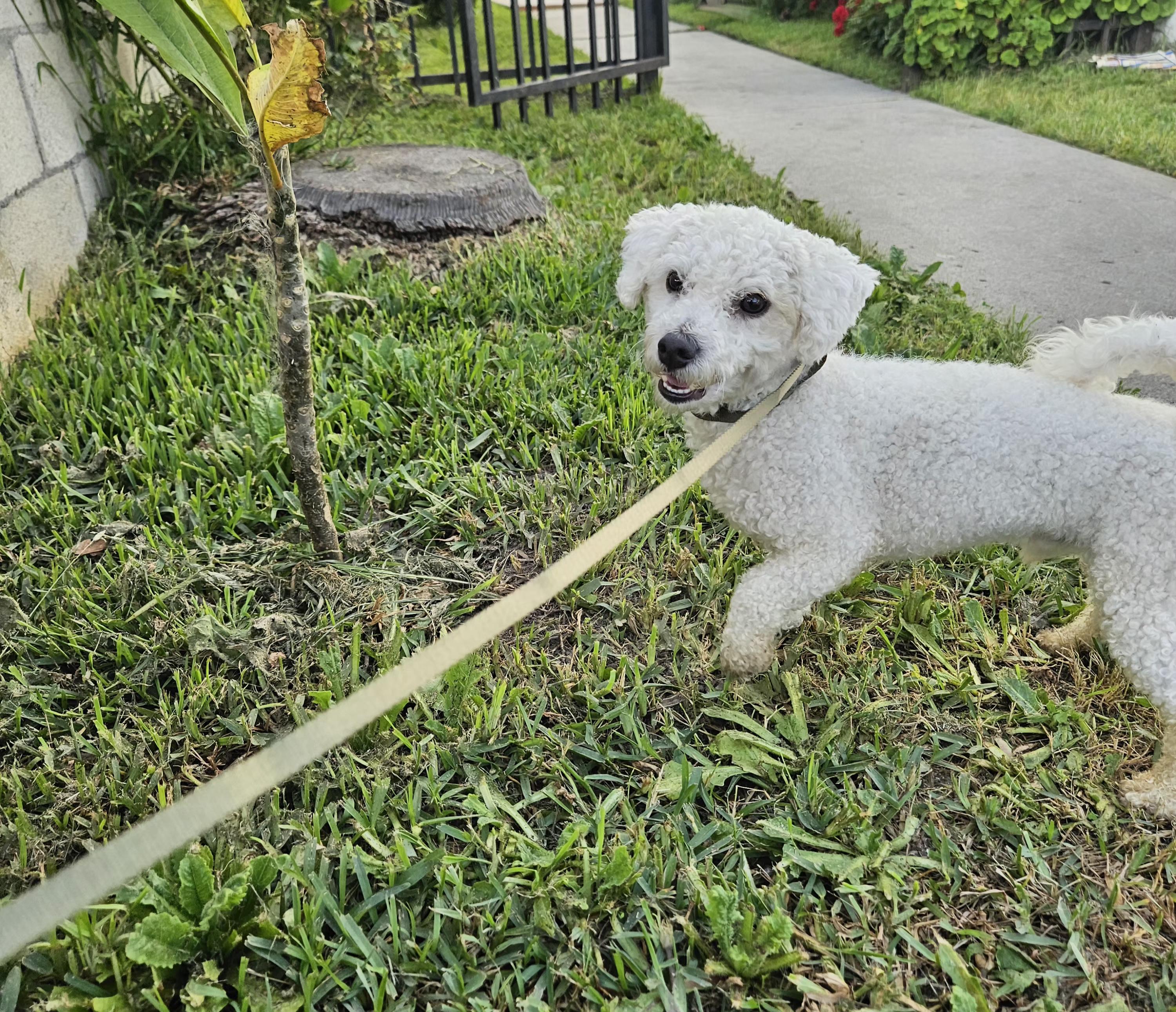 Enlarge Gus, an adopted mixed breed in Los Angeles, CA image 2/6