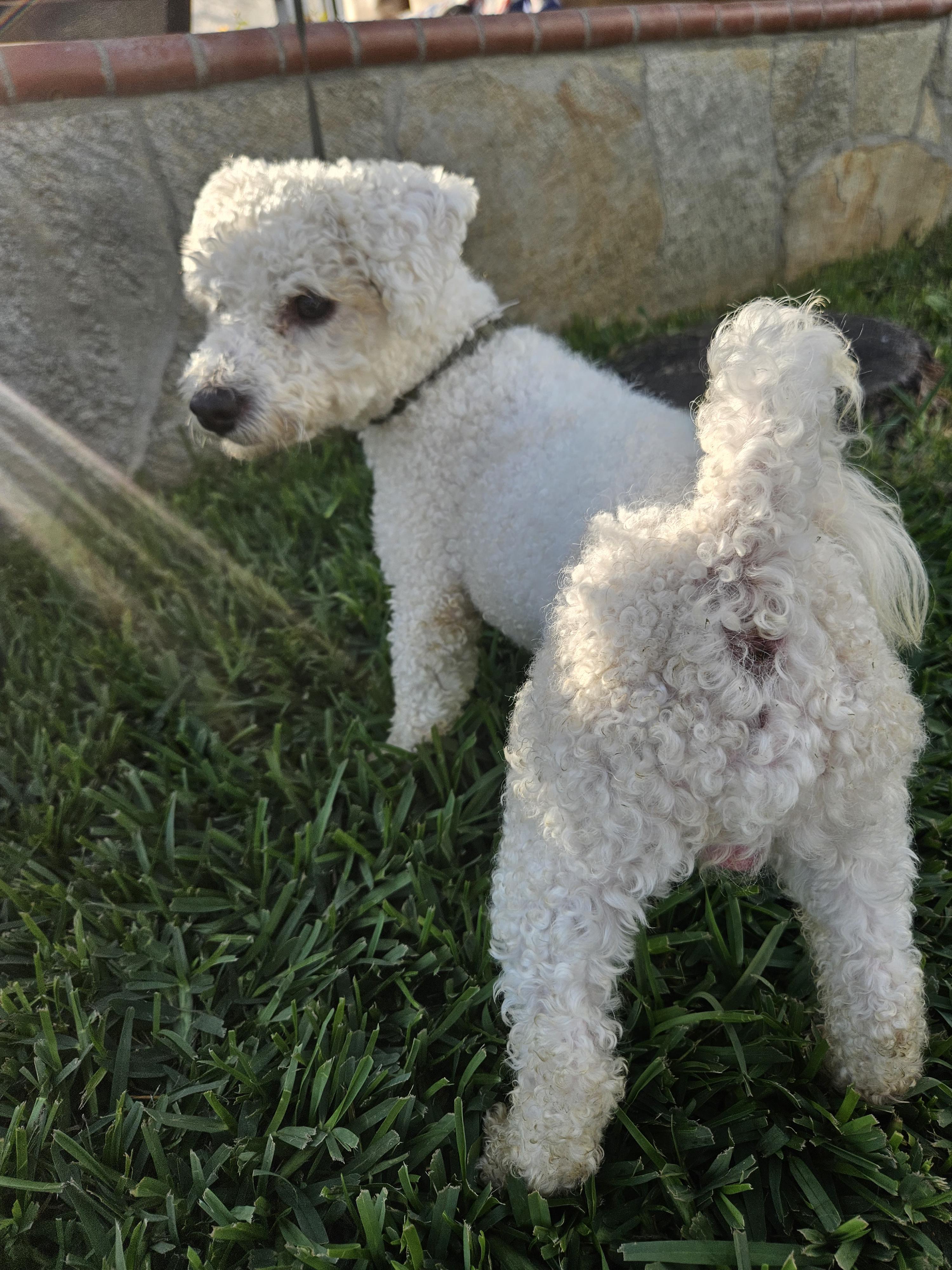 Enlarge Gus, an adopted mixed breed in Los Angeles, CA image 5/6