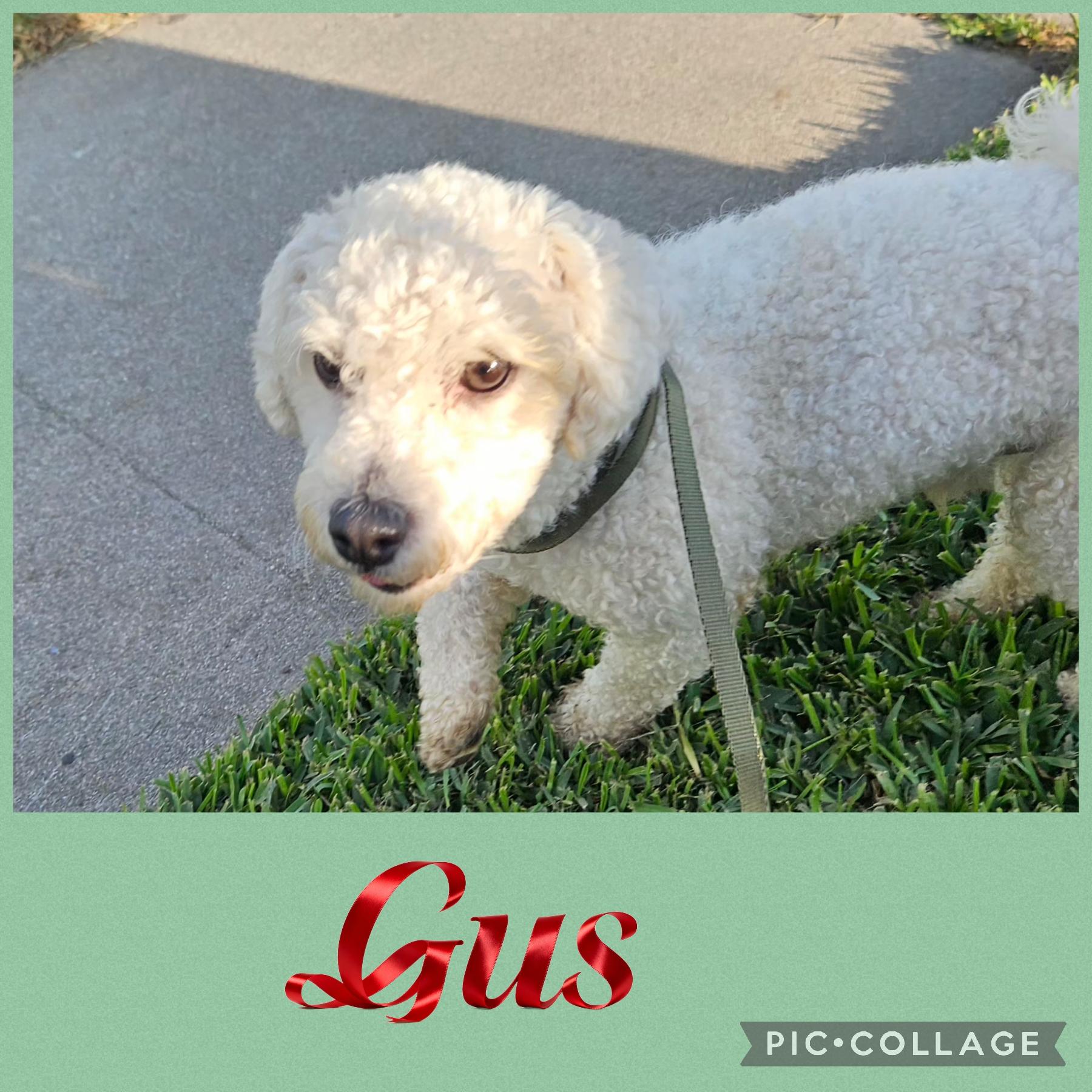 Enlarge Gus, an adopted mixed breed in Los Angeles, CA image 4/6