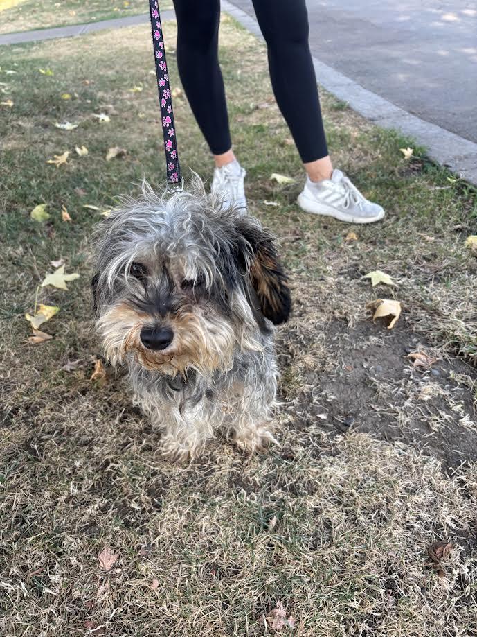 Rocky, adopted, Adult Male Schnauzer.