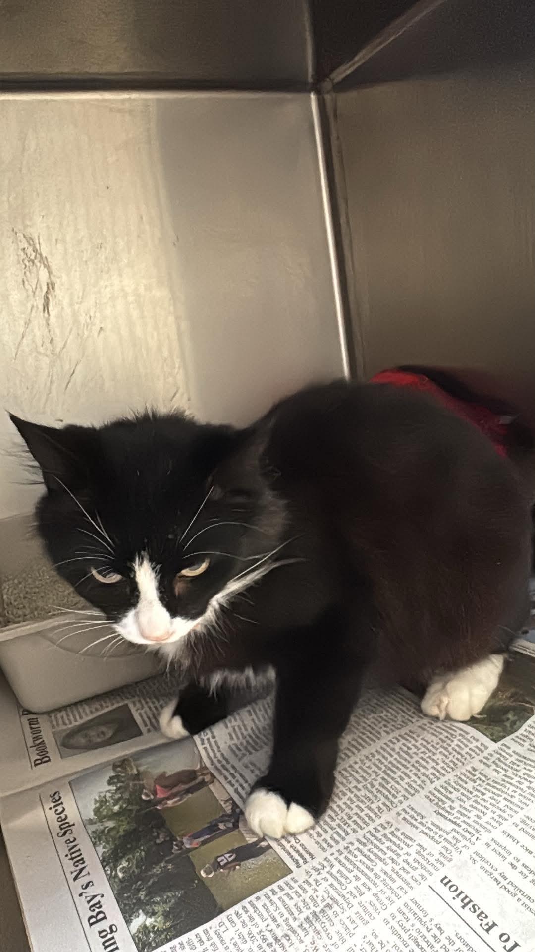 Enlarge hazel, a Adoptable Domestic Short Hair in Tappahannock, VA image 1/1
