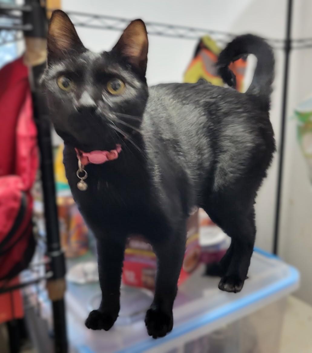 Prada: Because Fabulous Should Be Adopted, ADOPTABLE, Adult Female Domestic Short Hair & Bombay.