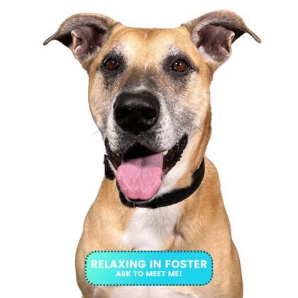 Bailey Mae, Adoptable, Senior Female Greyhound & German Shepherd Dog.