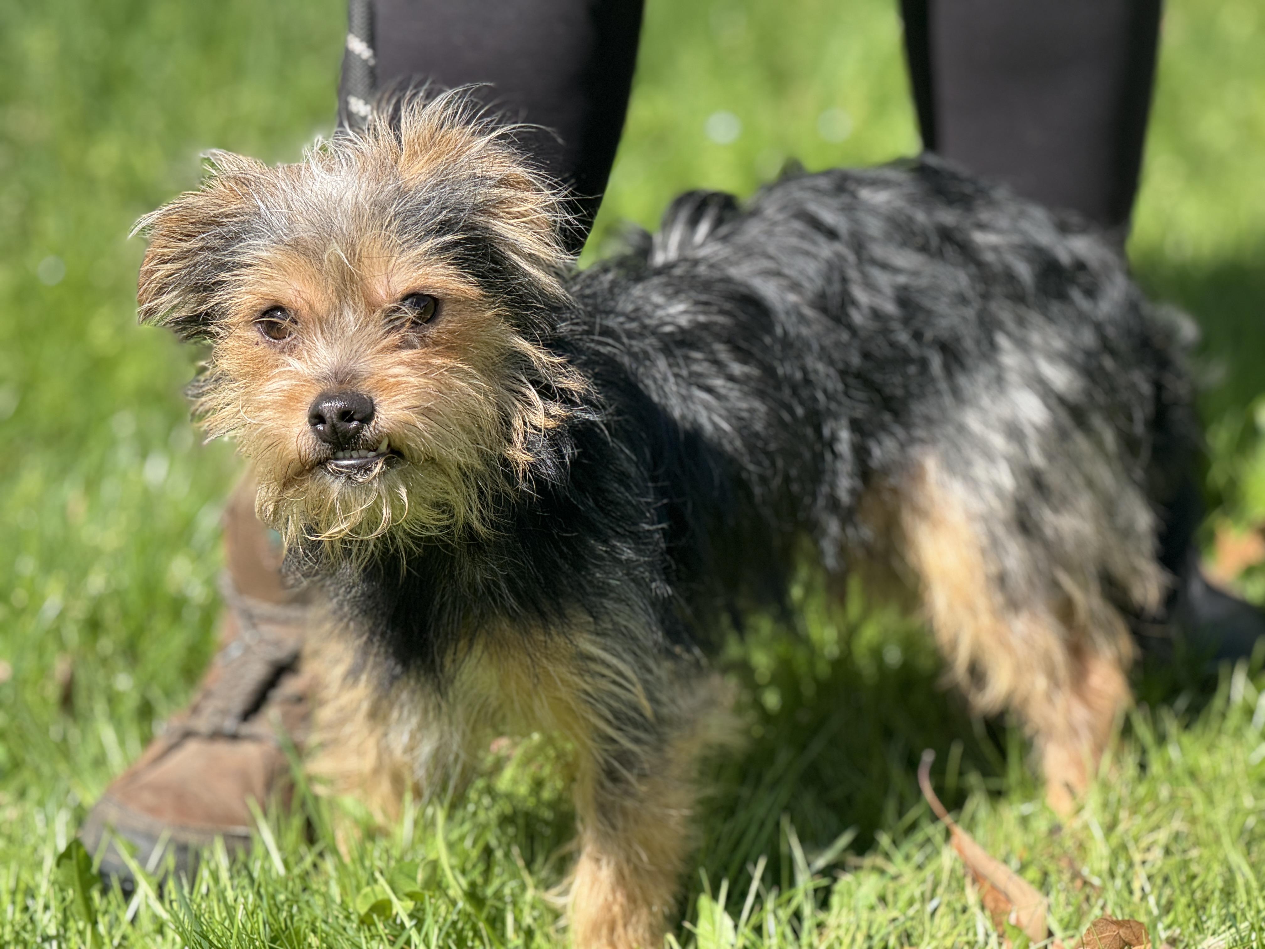 Yogi, ADOPTABLE, Young Male Yorkie Poo.