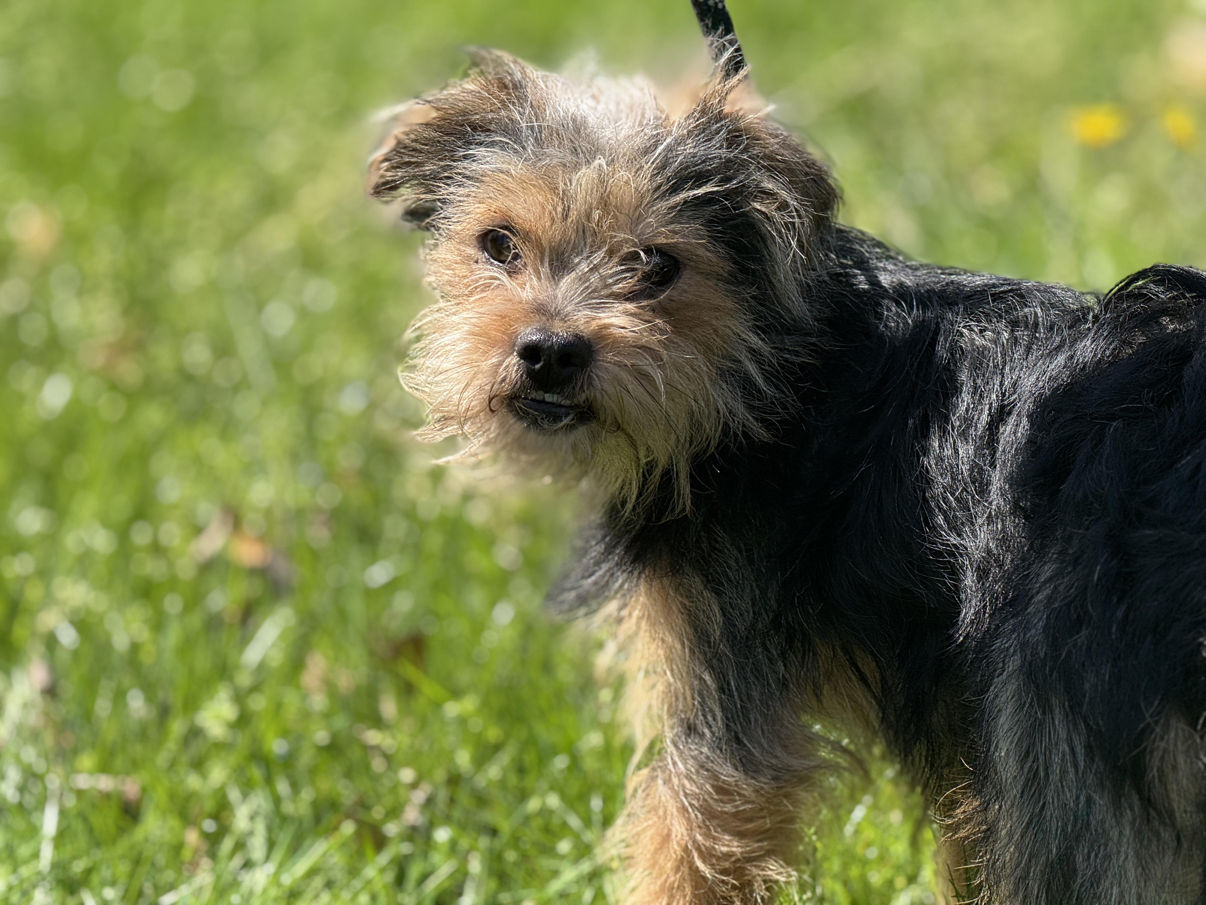 Enlarge Yogi, a ADOPTABLE Yorkie Poo in Richmond, VA image 2/6