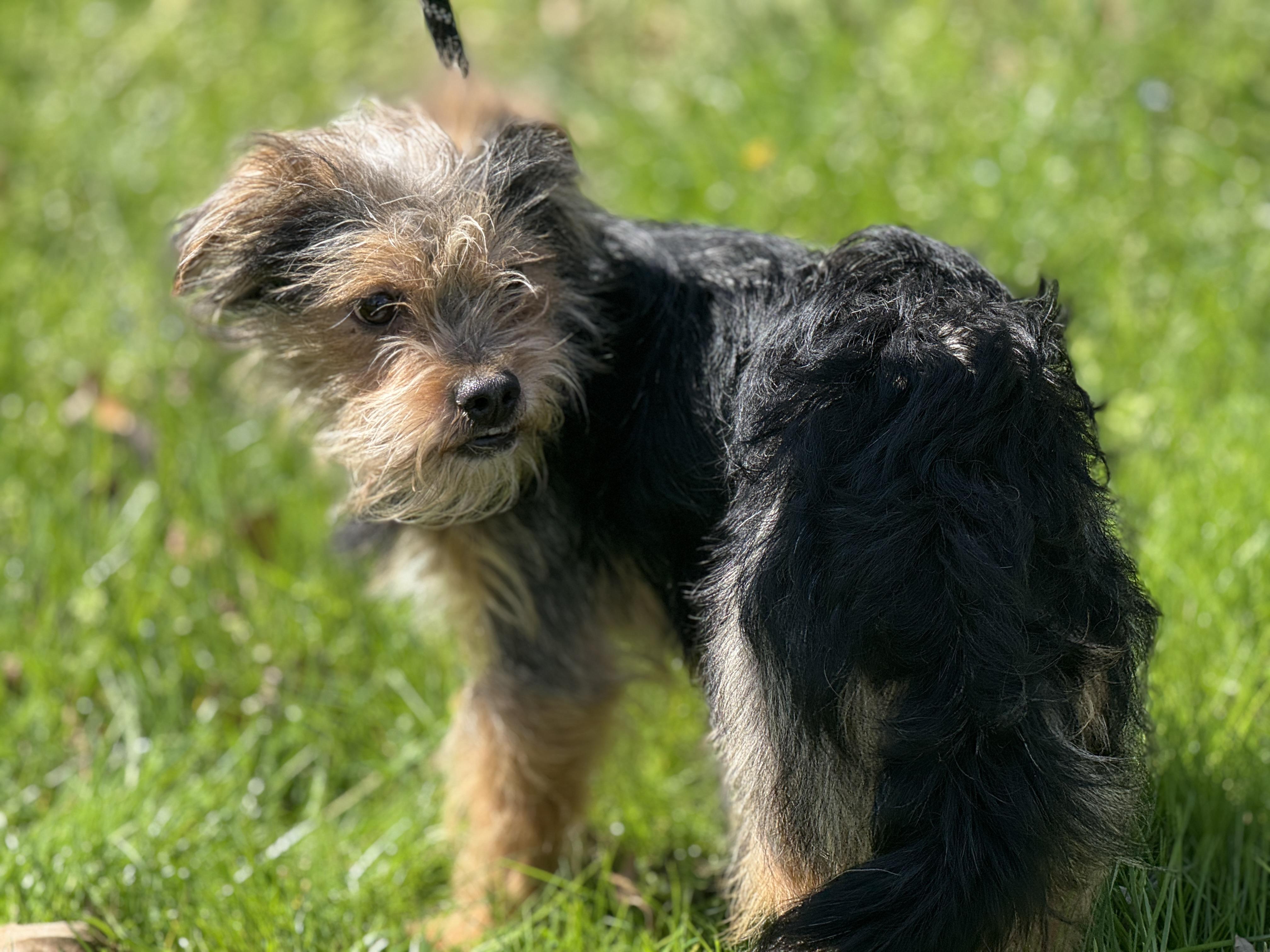 Enlarge Yogi, a ADOPTABLE Yorkie Poo in Richmond, VA image 4/6