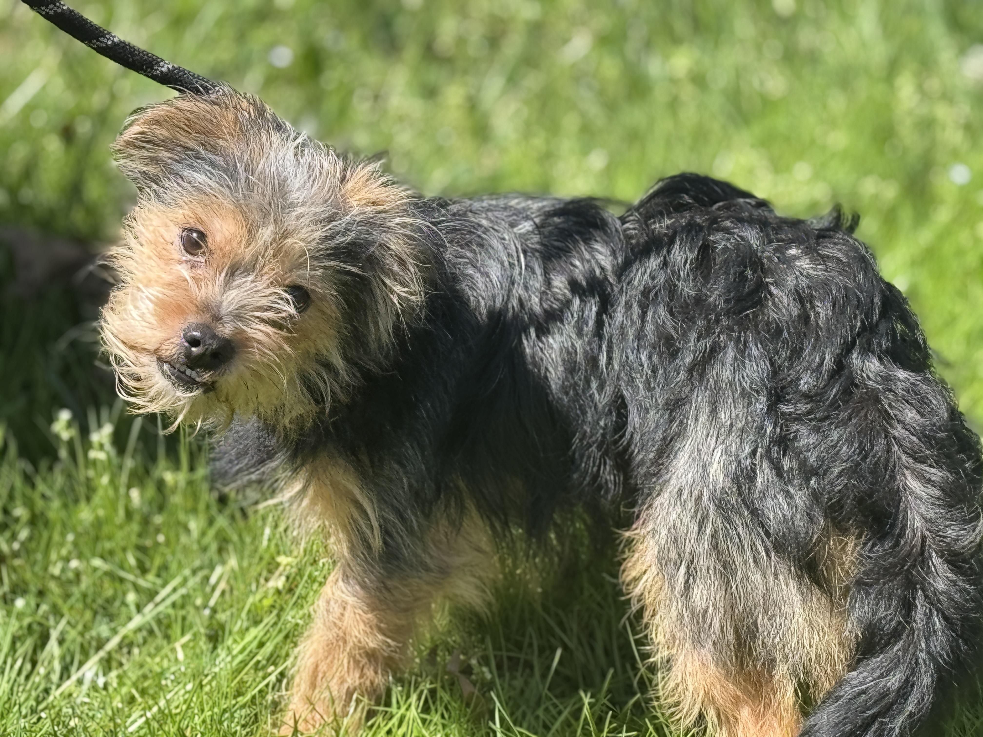 Enlarge Yogi, a ADOPTABLE Yorkie Poo in Richmond, VA image 5/6