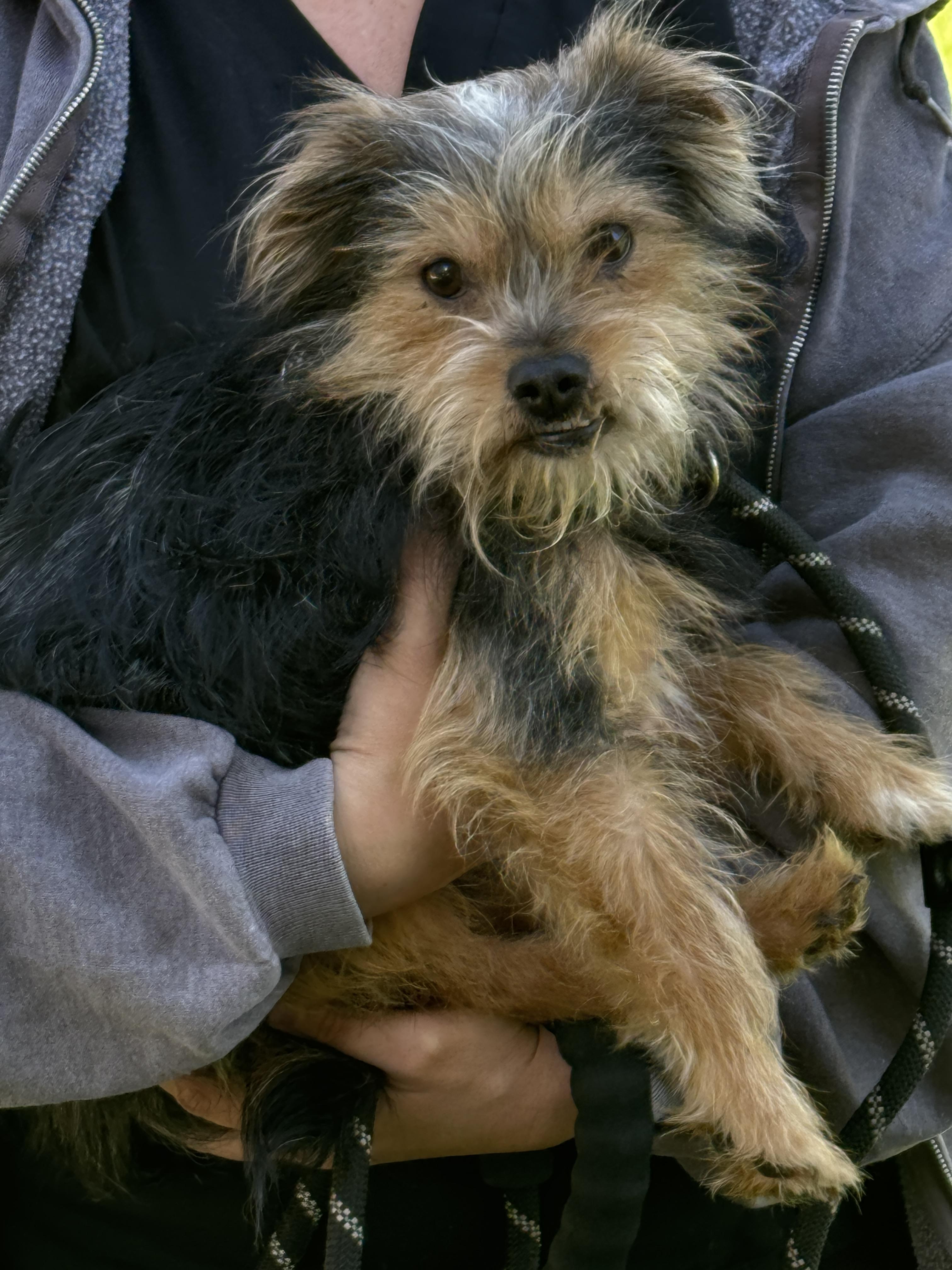 Enlarge Yogi, a ADOPTABLE Yorkie Poo in Richmond, VA image 6/6