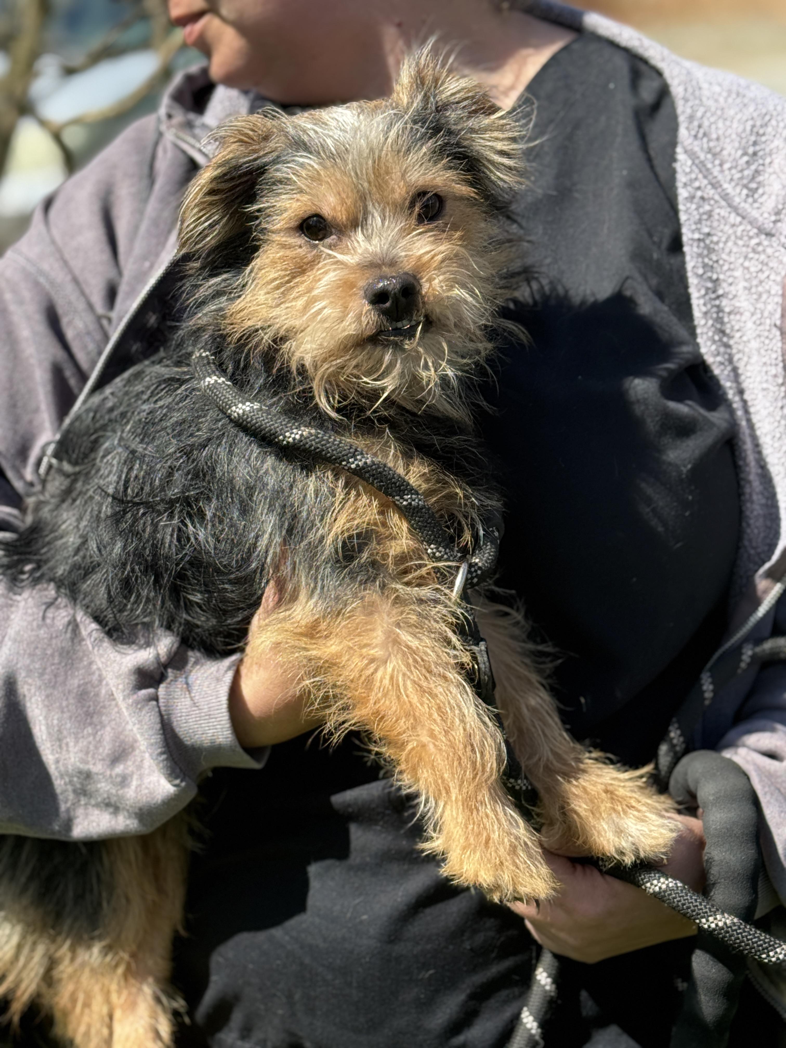 Enlarge Yogi, a ADOPTABLE Yorkie Poo in Richmond, VA image 3/6