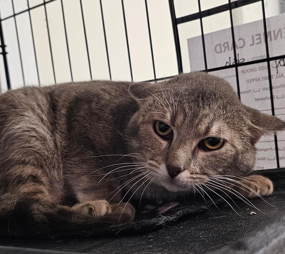Enlarge COSMO, a Adoptable Domestic Short Hair in Du Quoin, IL image 1/1
