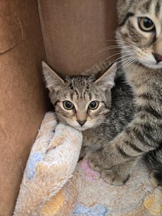 Boink, Adoptable, Kitten Female Domestic Short Hair & Domestic Short Hair.