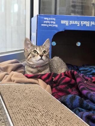 Enlarge Boink, a Adoptable mixed breed in Westland, MI image 2/2