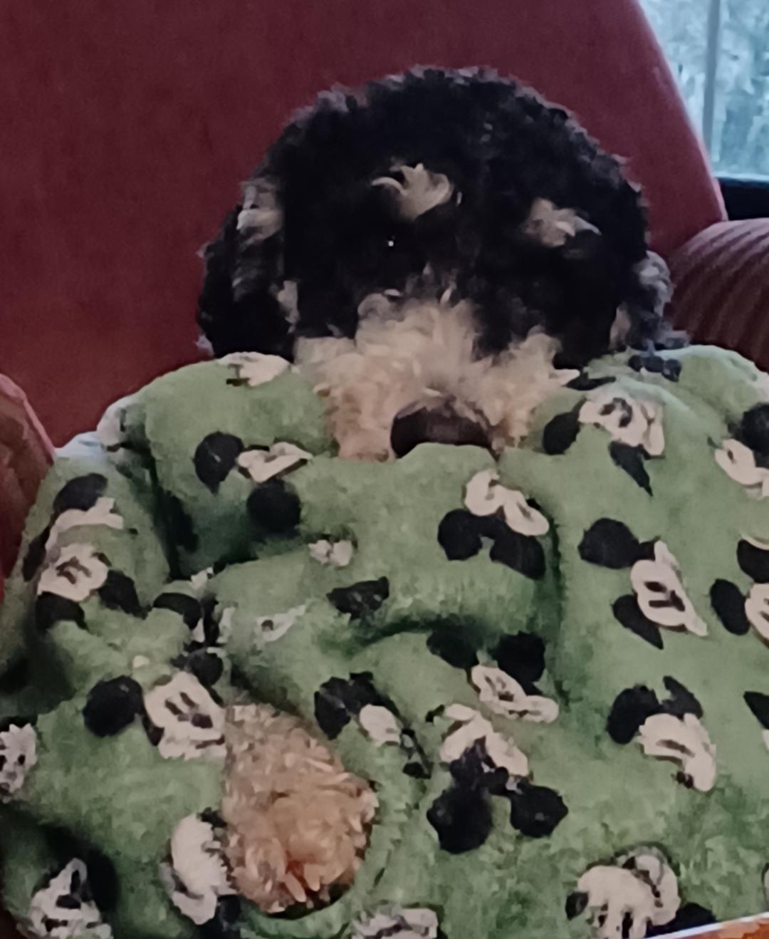 Gus, Adopted, Young Male Bernedoodle.