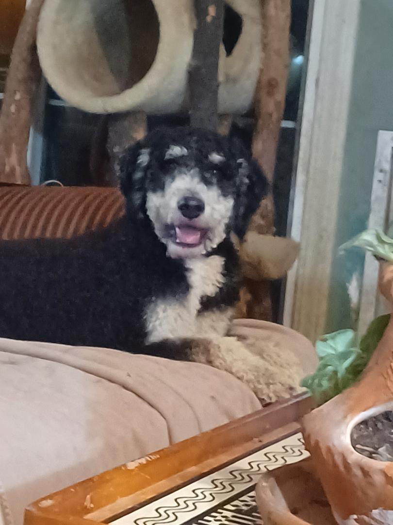 Gus, a Adopted Bernedoodle in Aurora, IN image 4/4