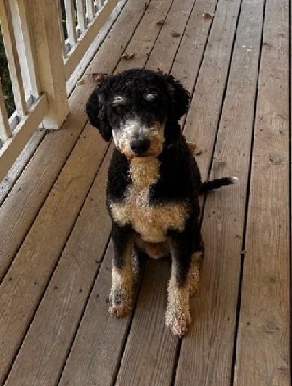 Gus, a Adopted Bernedoodle in Aurora, IN image 2/4