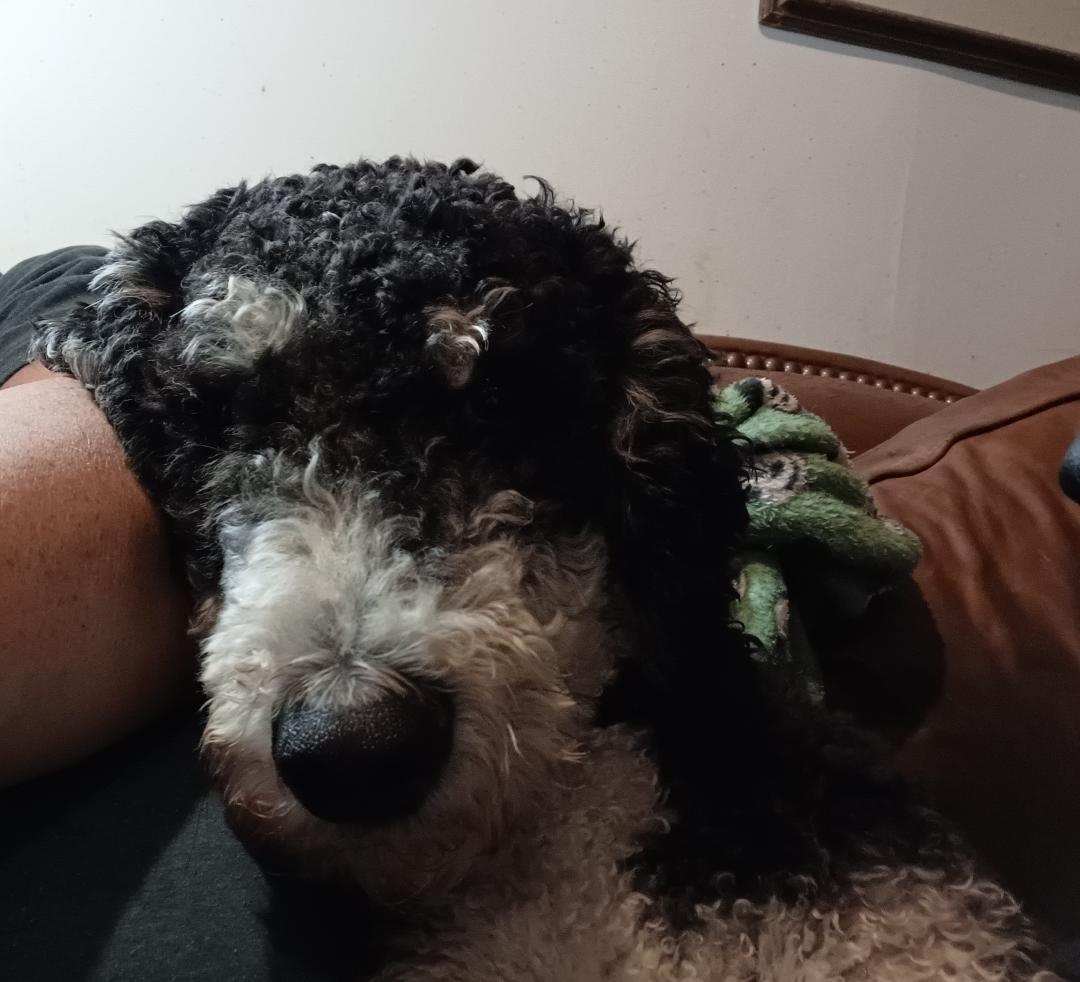 Gus, a Adopted Bernedoodle in Aurora, IN image 3/4