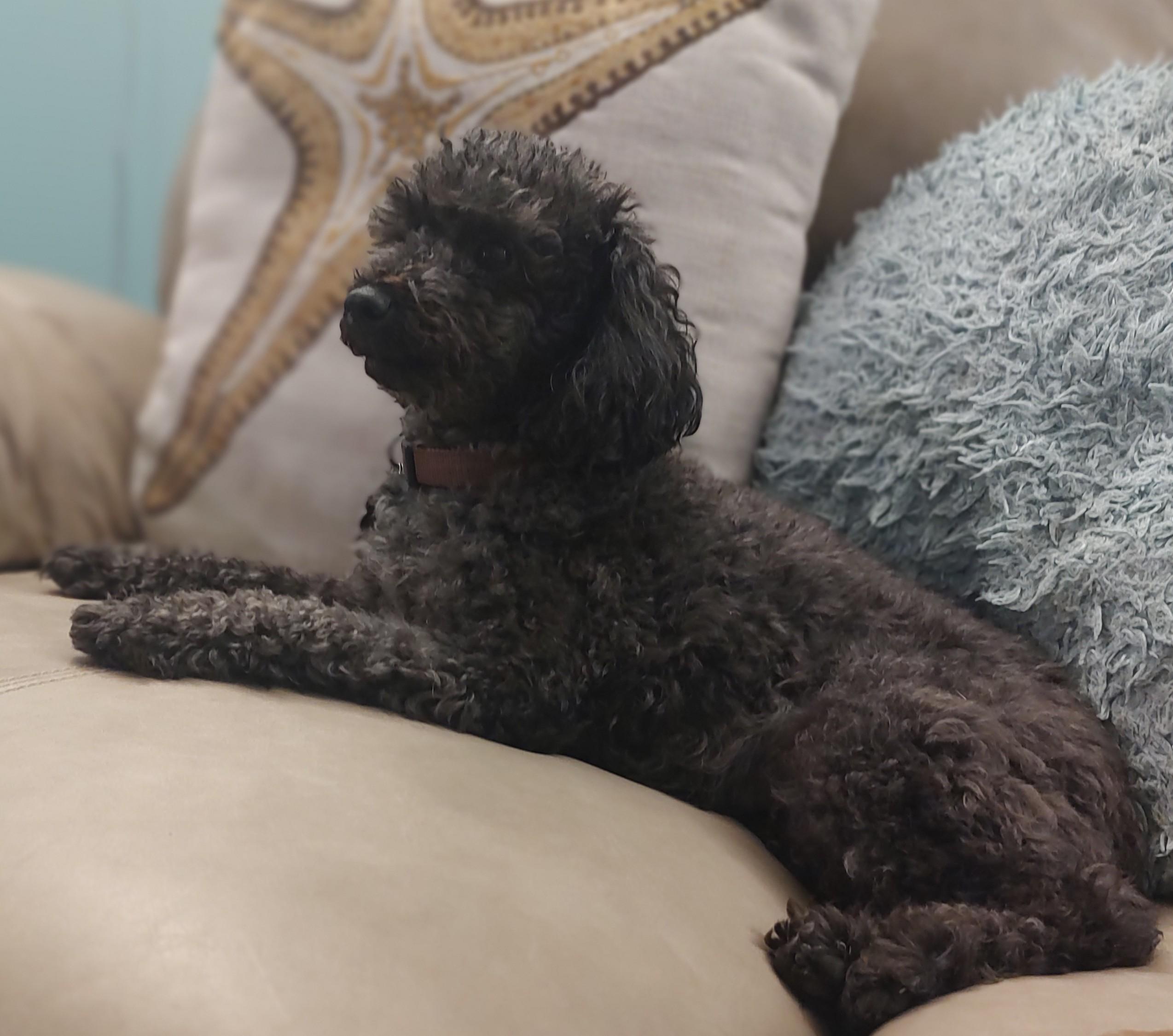Hazel, ADOPTABLE, Adult Female Miniature Poodle.