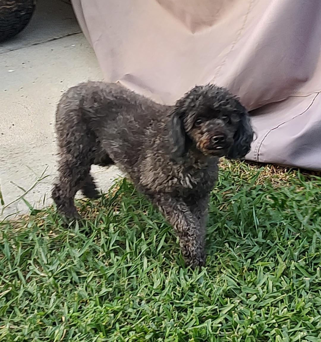 Hazel, ADOPTABLE, Adult Female Miniature Poodle.