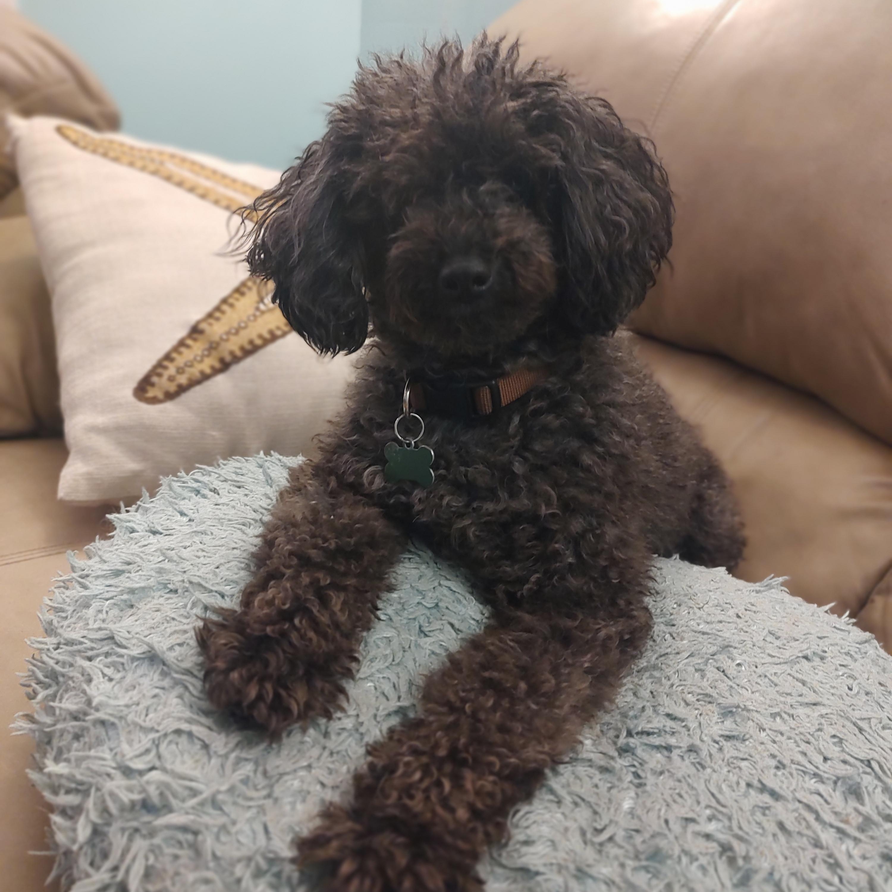Hazel, Adoptable, Adult Female Miniature Poodle.