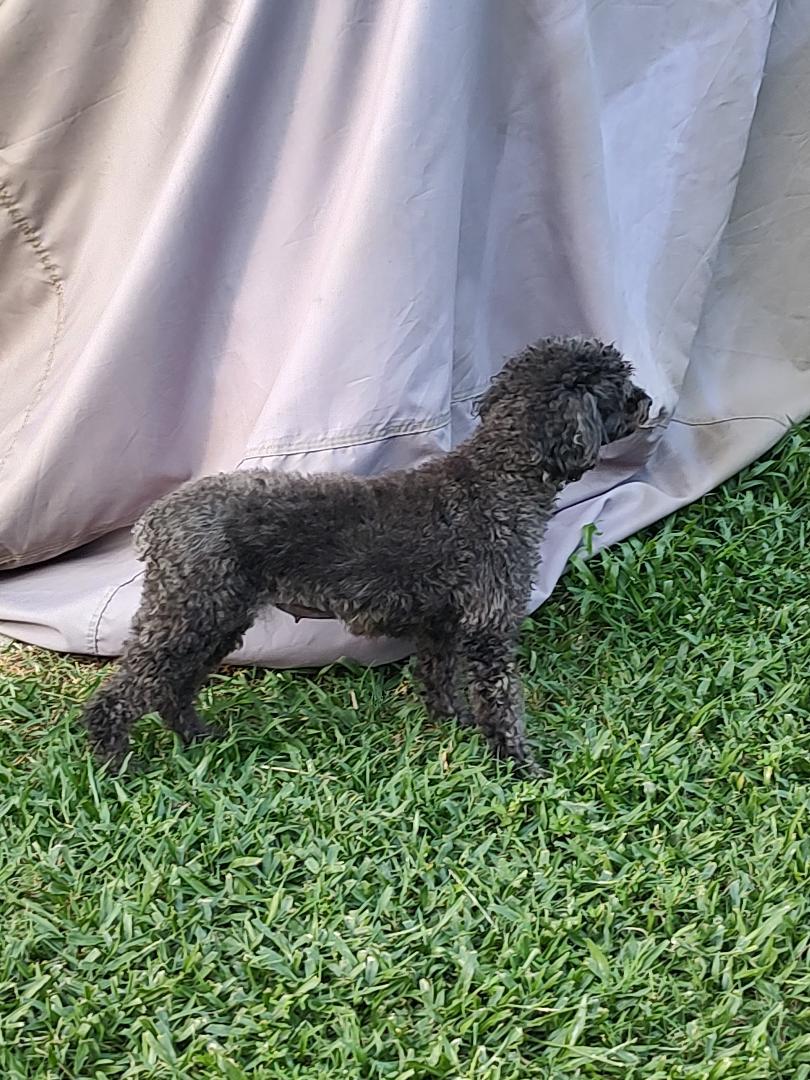 Hazel, a ADOPTABLE Miniature Poodle in Mary Esther, FL image 2/3