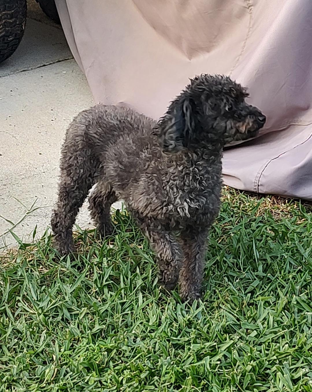 Hazel, a ADOPTABLE Miniature Poodle in Mary Esther, FL image 3/3